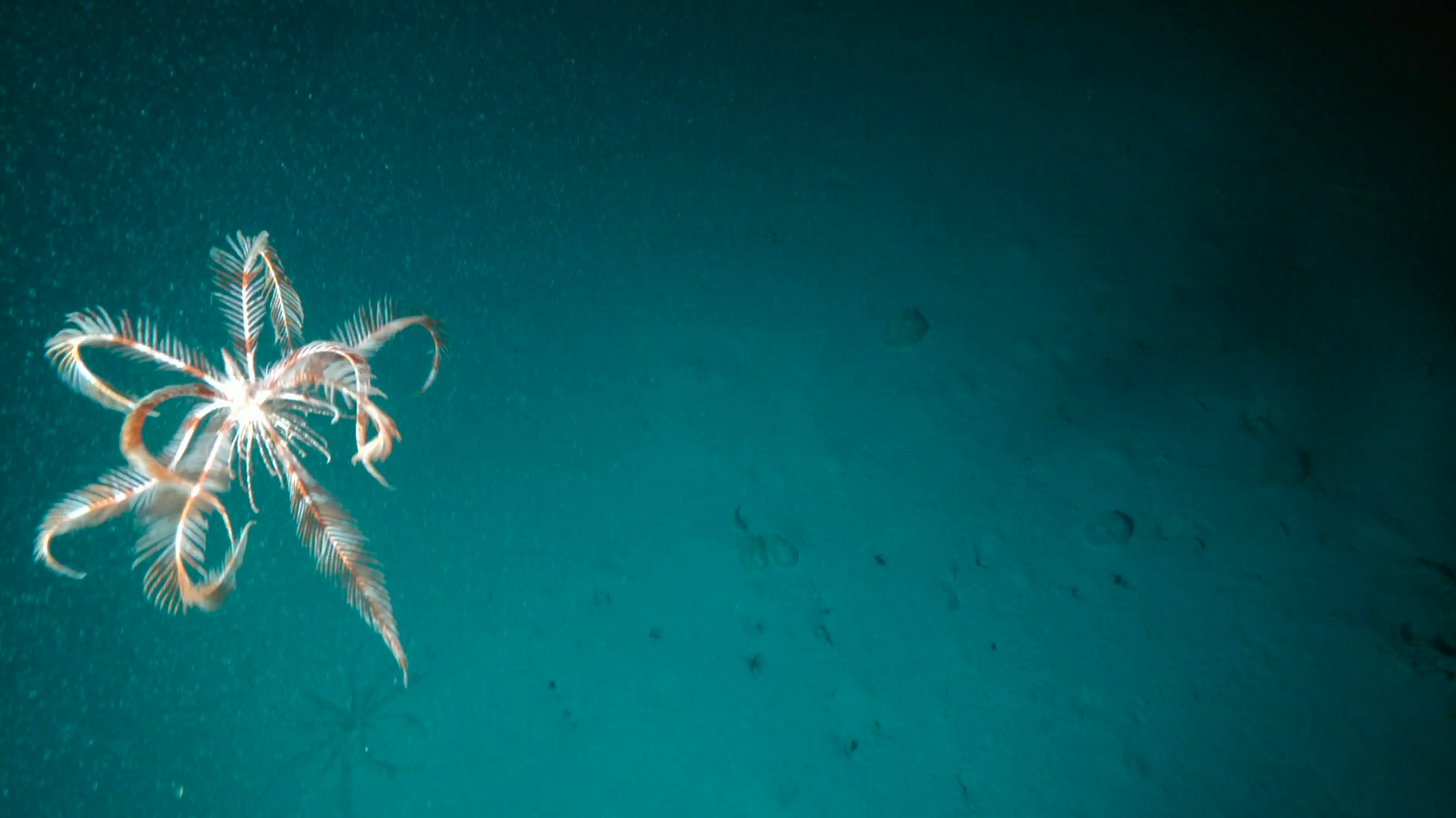 Rayfin Micro 500m | ROV Camera | SubC Imaging