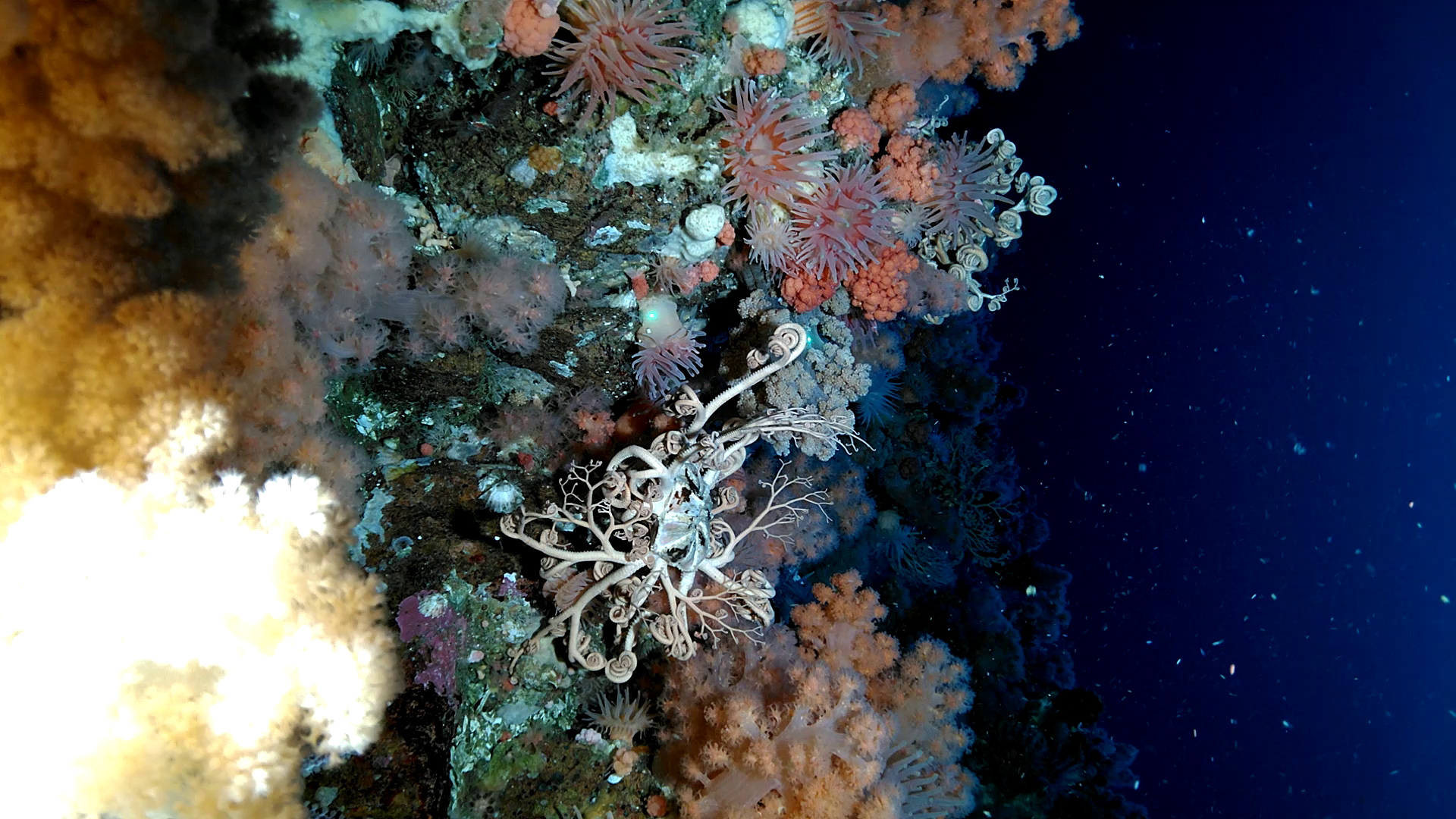 colourful subsea coral garden