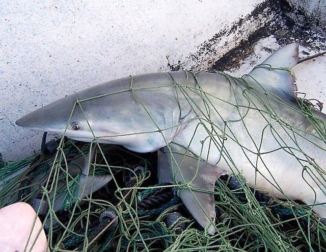shark bycatch in net