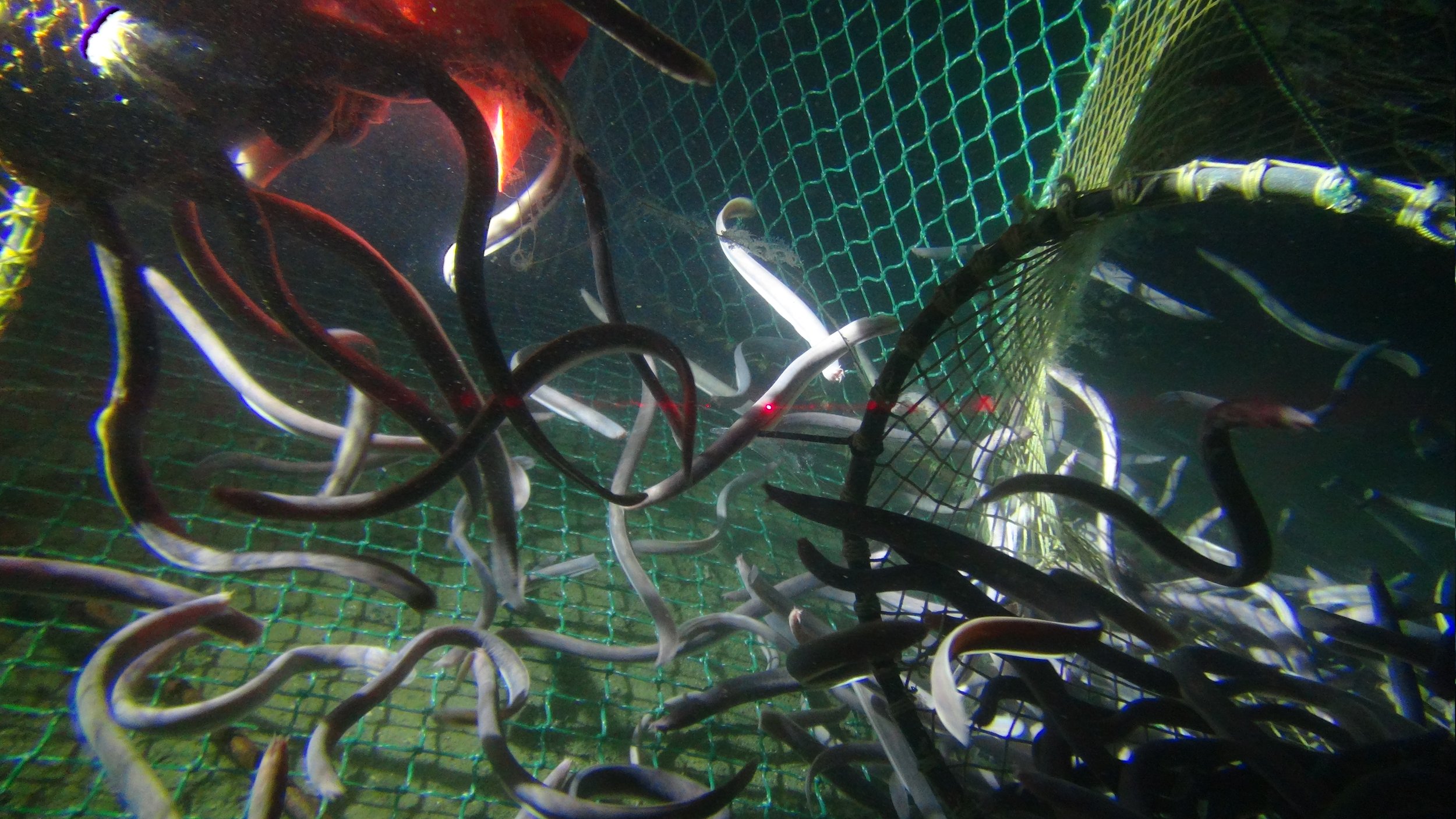 Hagfish, 1Cam Mk5 - Marine Institute