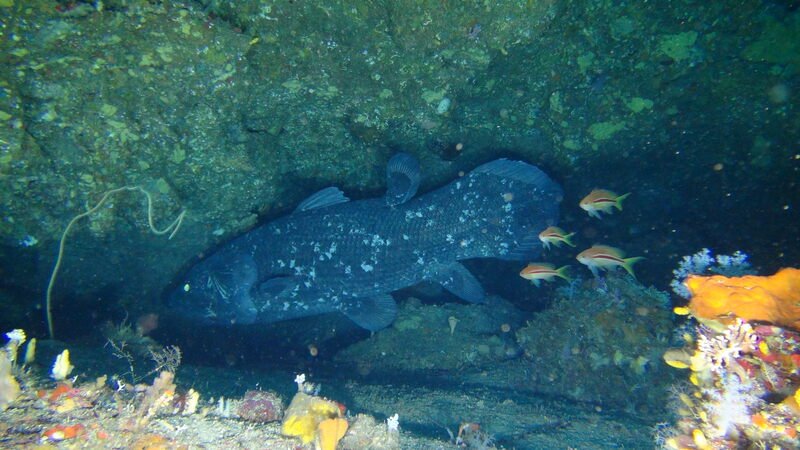 Coelacanth, 1Cam - South African Institute for Aquatic Biodiversity