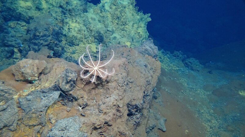crinoid on rock underwater