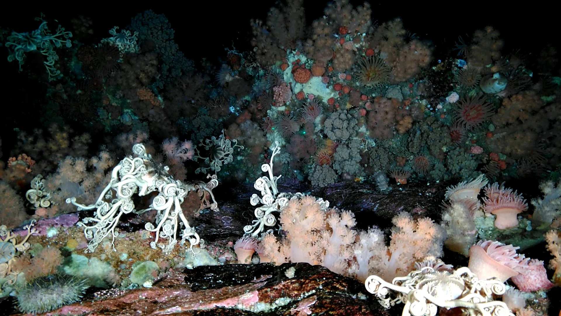 colourful subsea coral garden