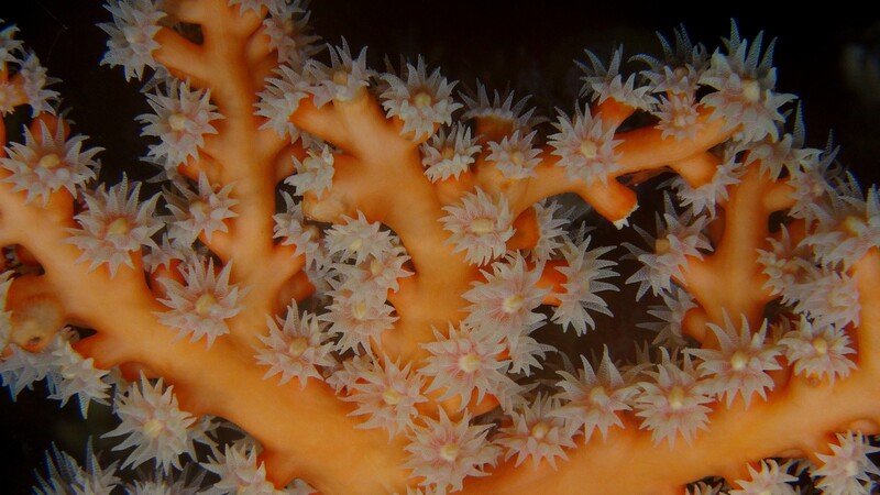 Mesophotic Reef, 1Cam - South African Institute for Aquatic Biodiversity