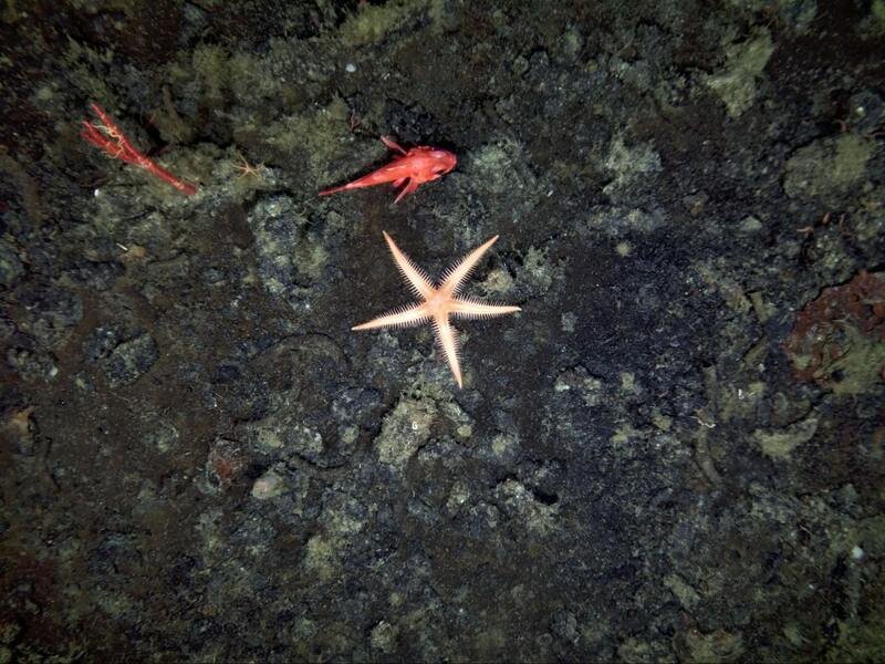 seafloor mapping survey with star fish and red fish