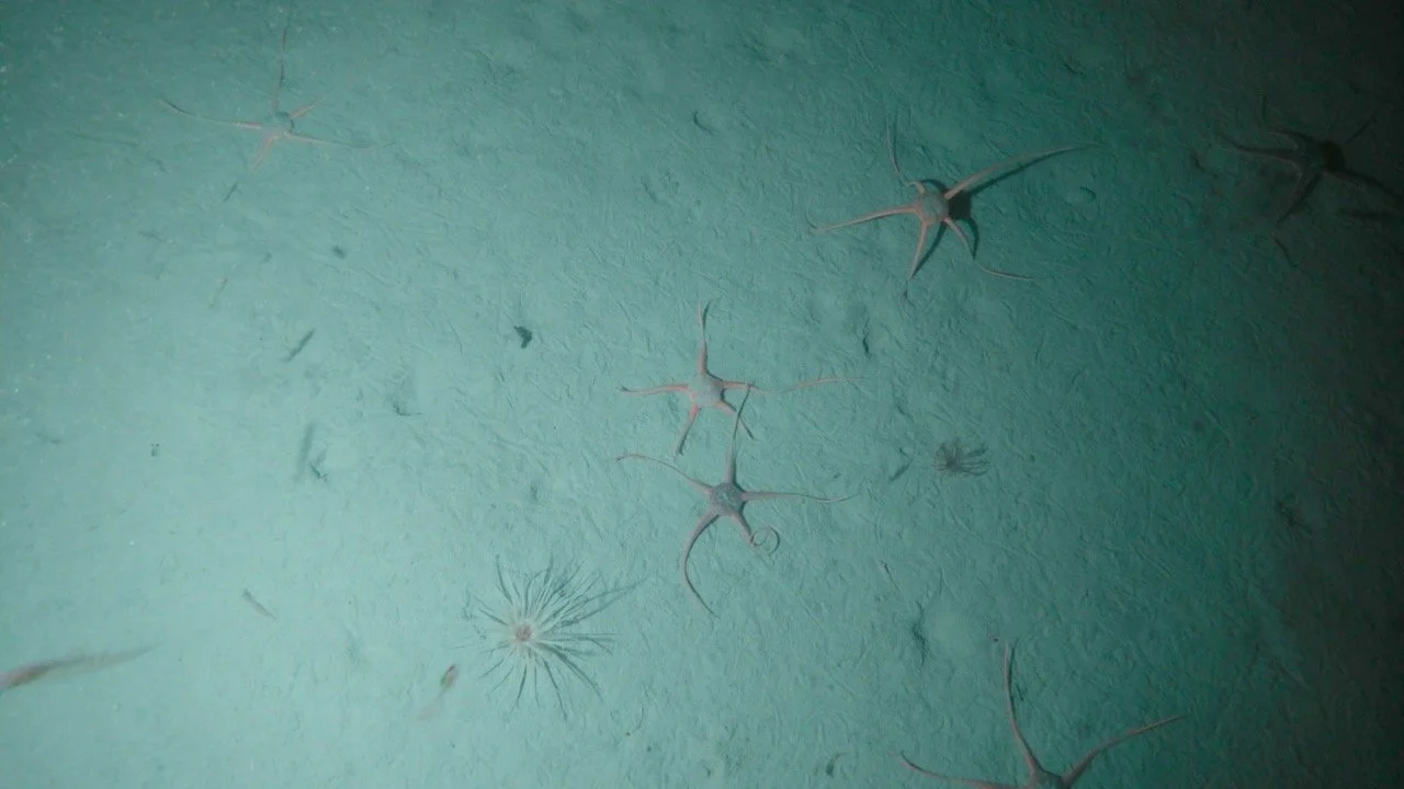 Underwater scene with small starfish and a brittle star on a textured green surface.