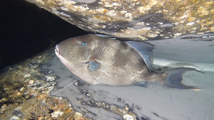 triggerfish during subsea survey