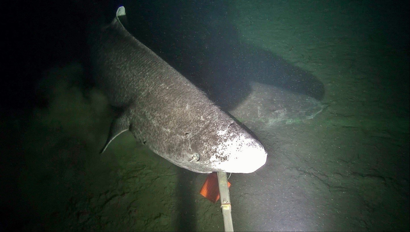 Greenland Shark, Rayfin Mk1 Benthic - Marine Institute