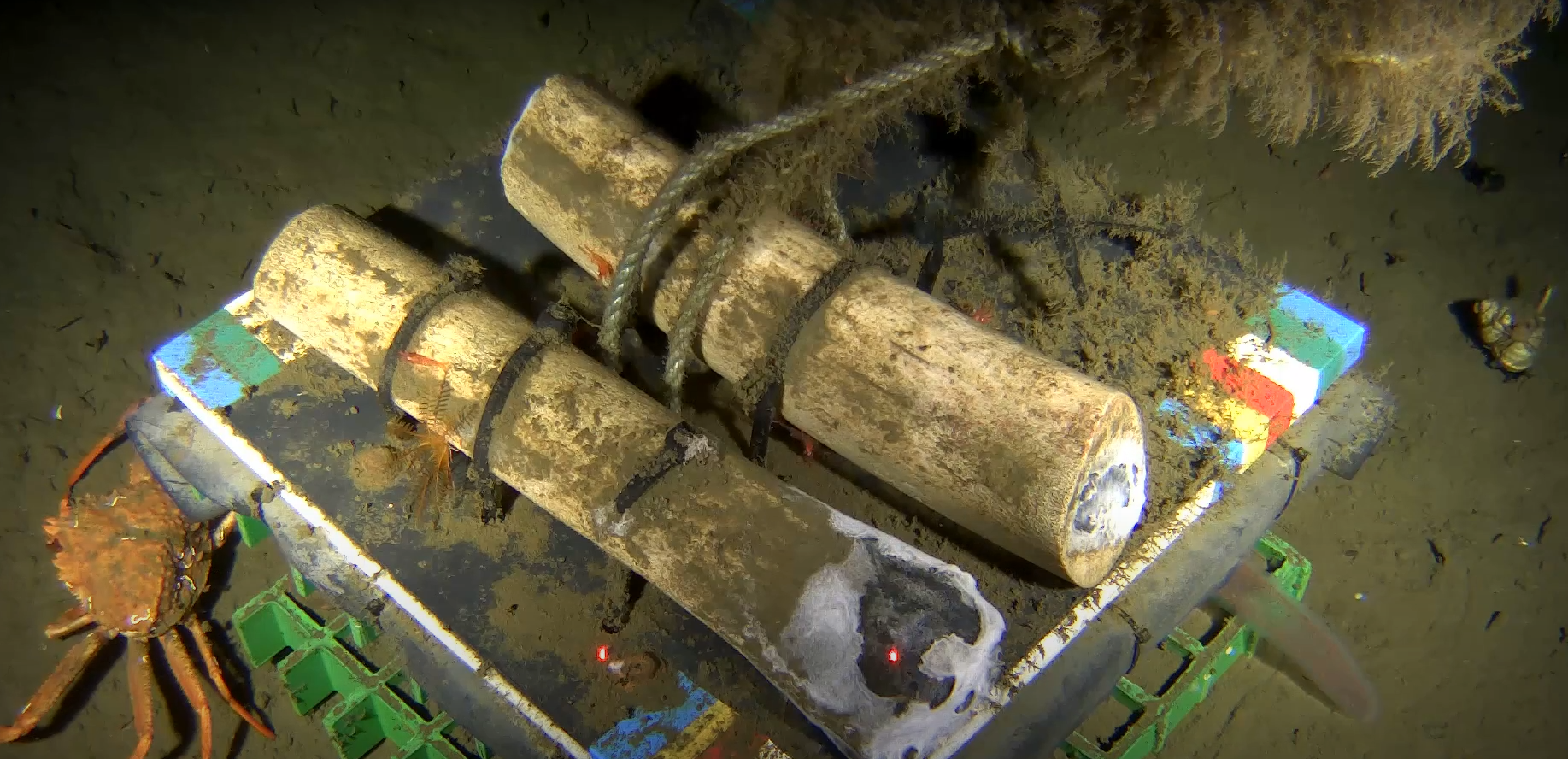 Whale Bones on the Seafloor, Rayfin Mk1 Benthic - ONC