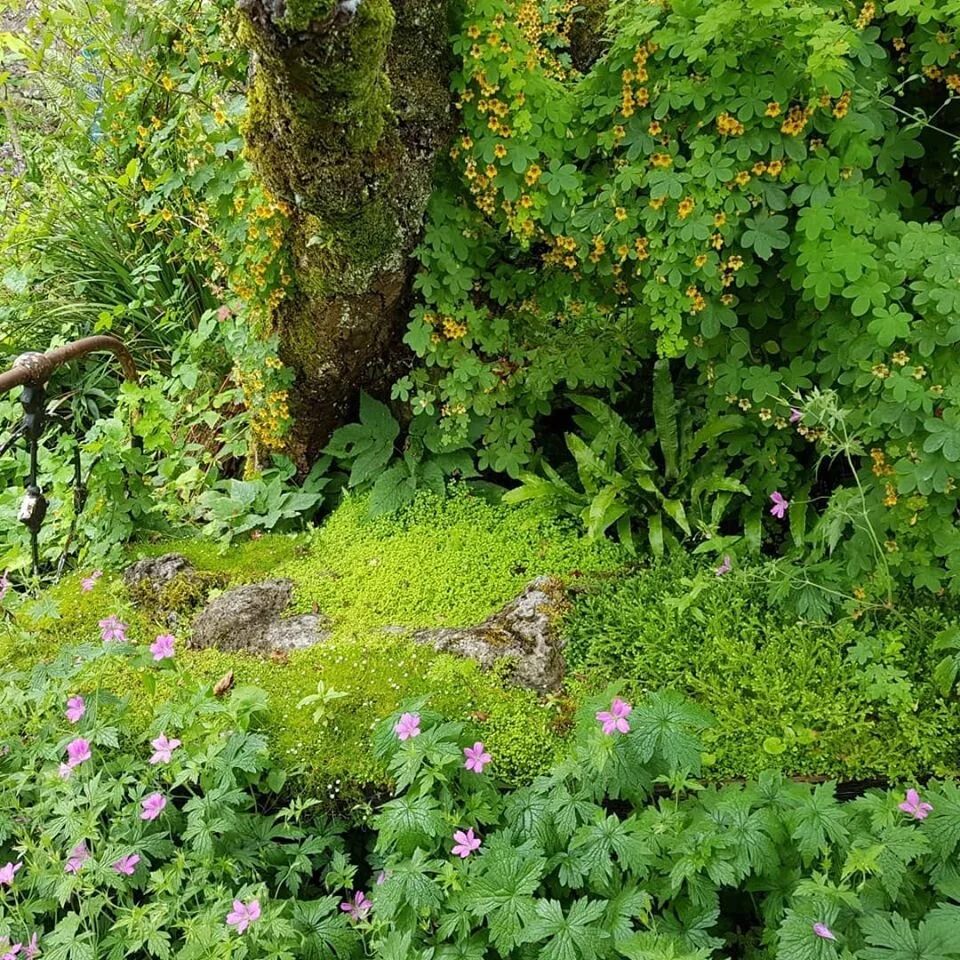 Mount Venus lady.jpg