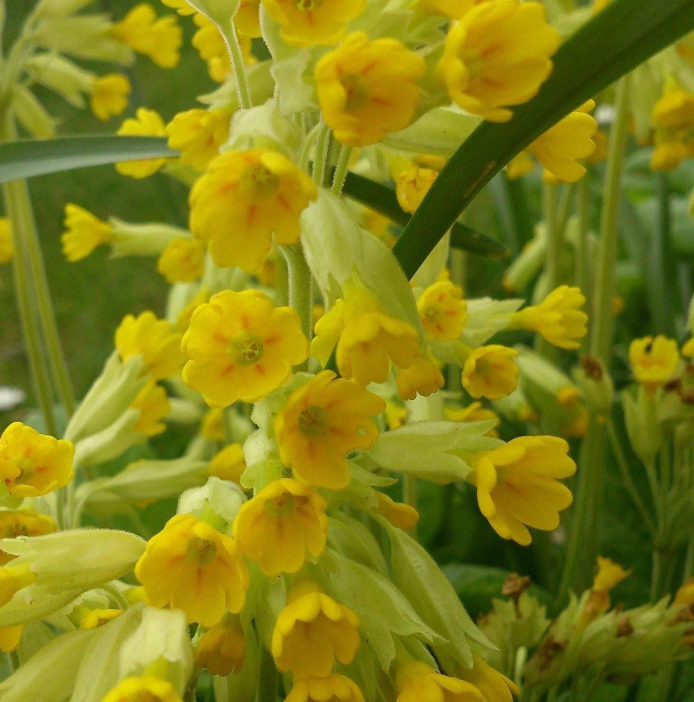 Dingle cowslips.jpg
