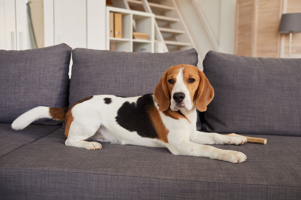 beagle-dog-on-blue-couch-J3UMEZT.jpg