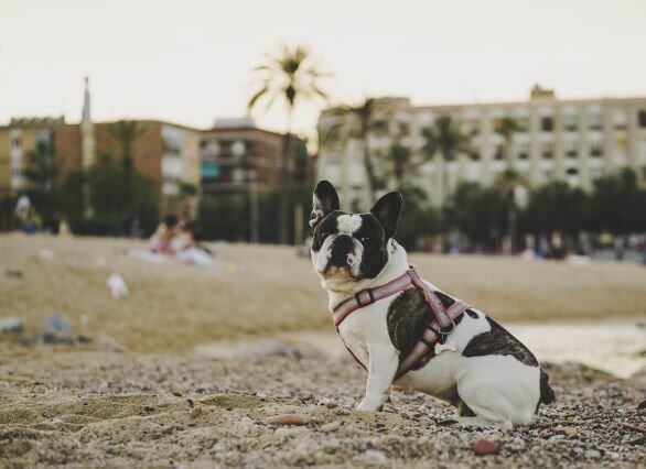Dog on the Beach.jpg