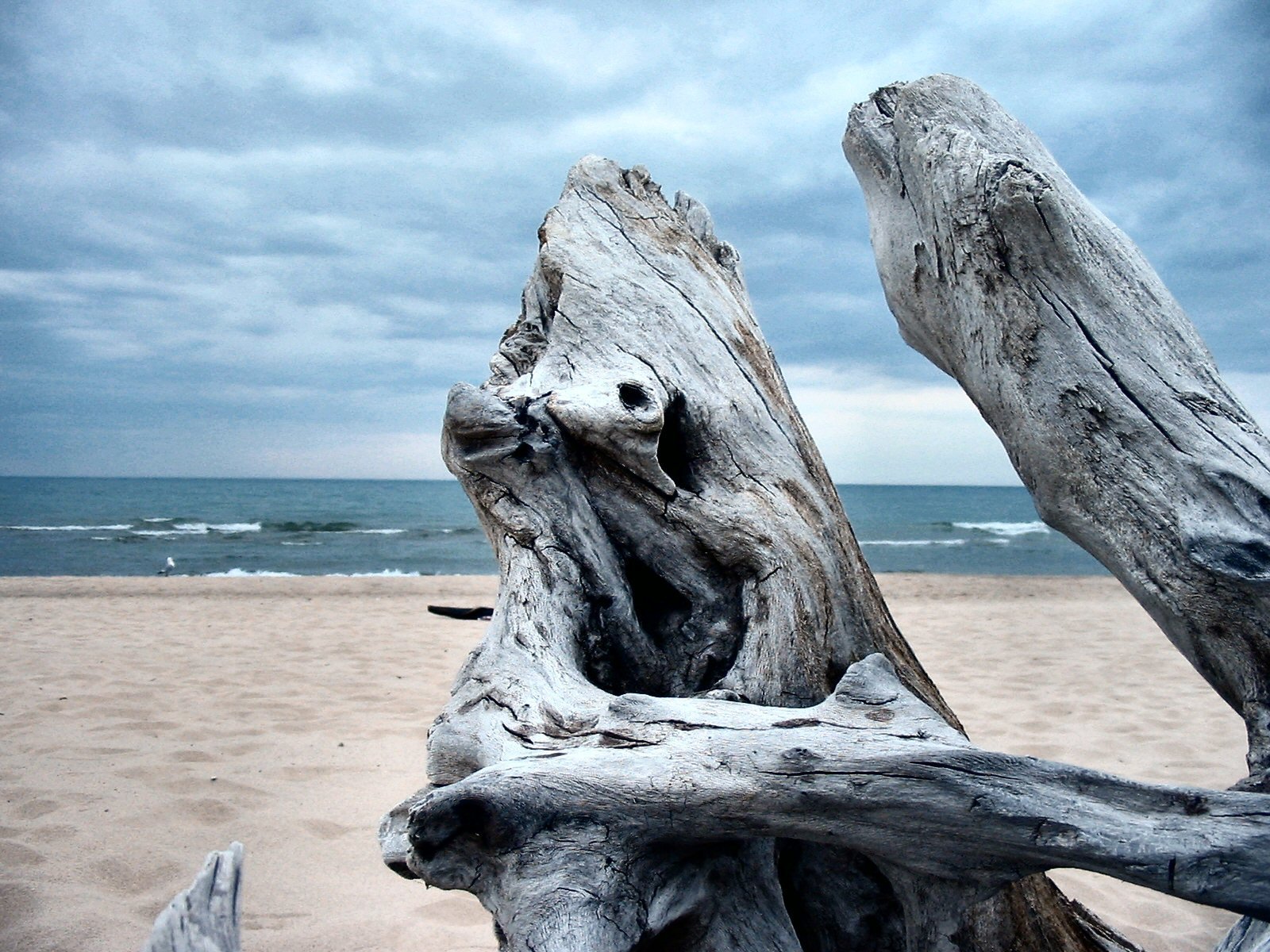 beach-wood-1399097.jpg