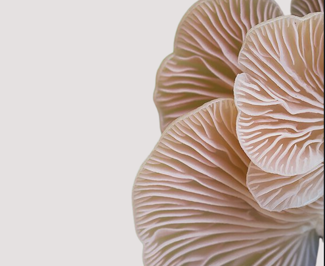 .The-Enclave (Founder)