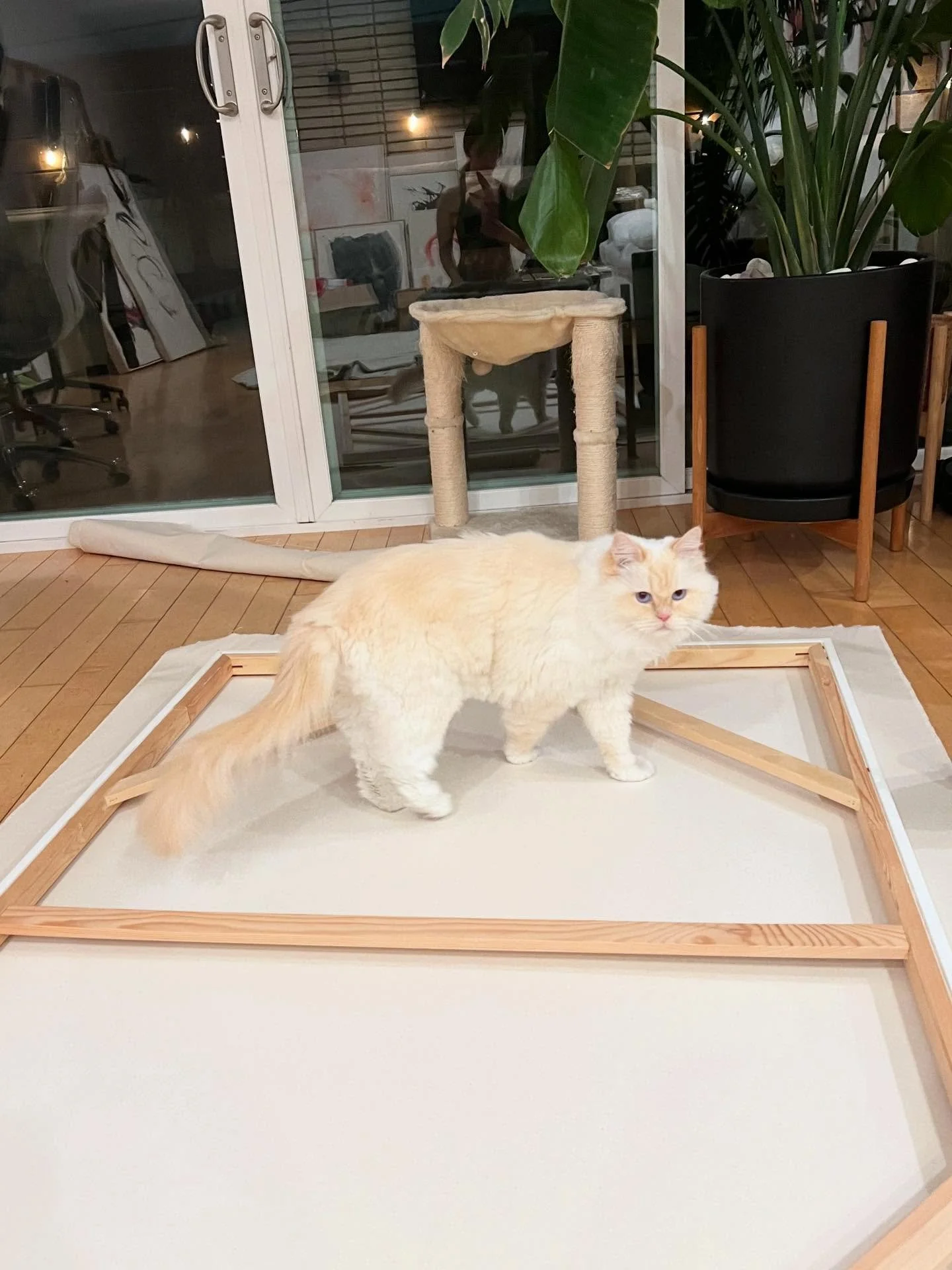 I pay my apprentice with pets and freeze dried rabbit. He learns at his own pace and sometimes gets distracted when I&rsquo;m smoothing out the canvas bc he thinks there is a creature underneath that he must subdue, and on occasion will sit upon fini