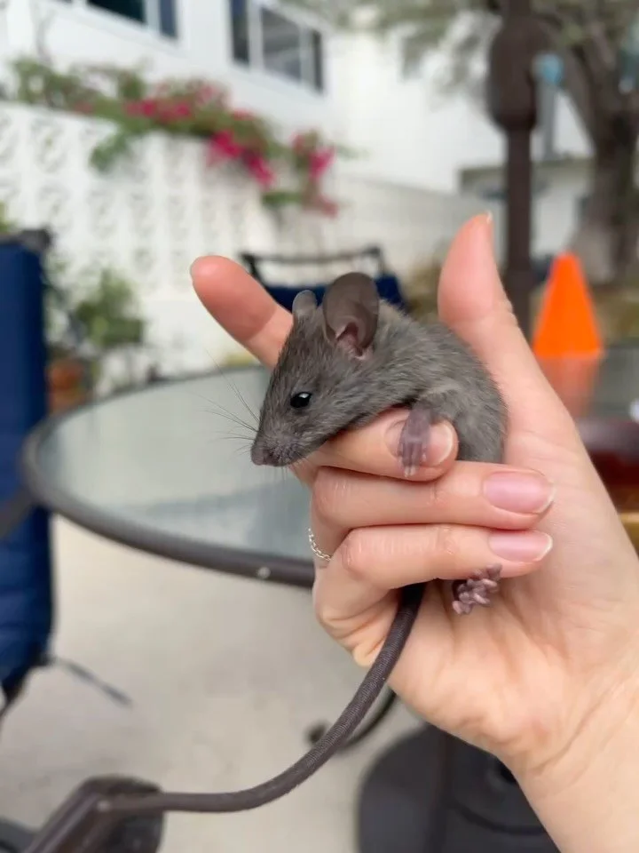 I found a mouse caught in a trap in New York 8 years ago in my apartment, and I wept for him as I thought about how unfair it was that 1) the pizza boxes strewn across the floor that may have lured him there in the first place 2) how more considerati