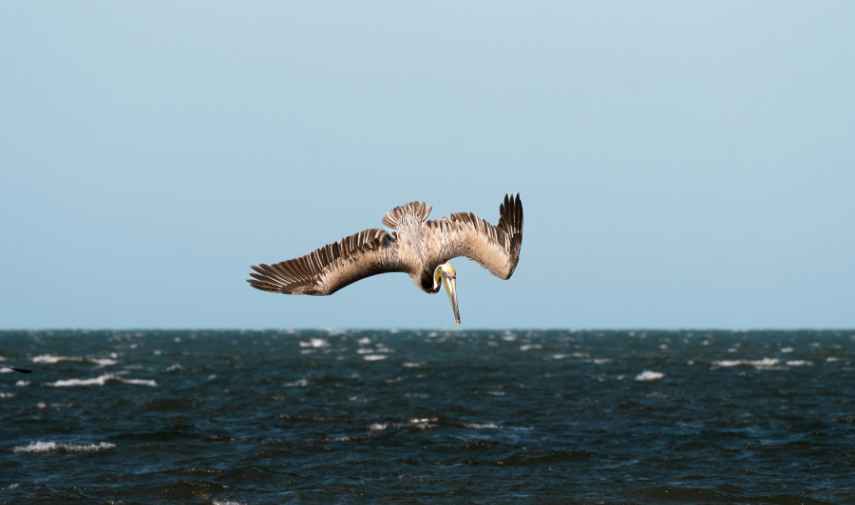 Are Marine Species in the Gulf of Mexico at Risk?