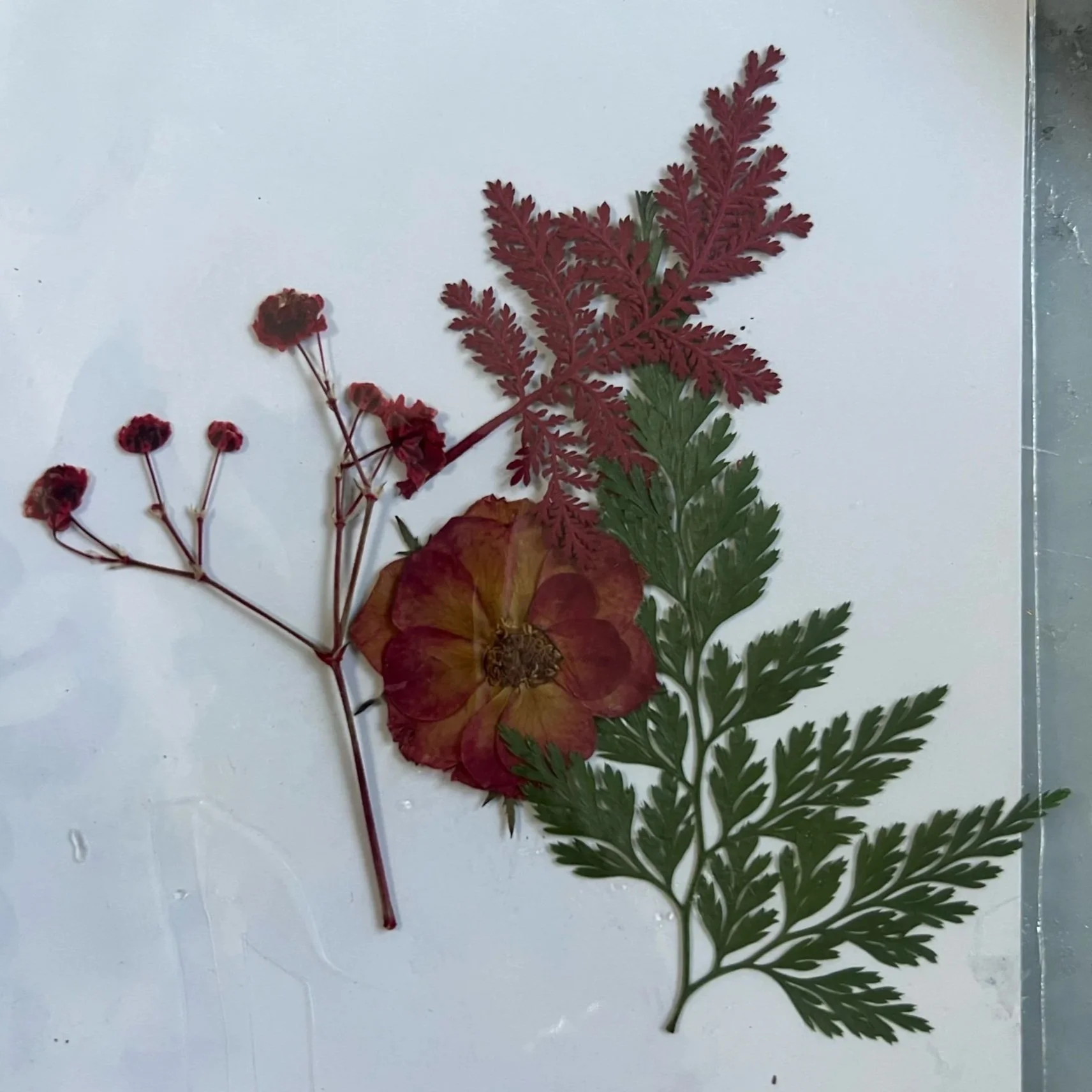 052640F9-3F58-42C6-949C-3C0B0E3DA86E.jpg (Copy)