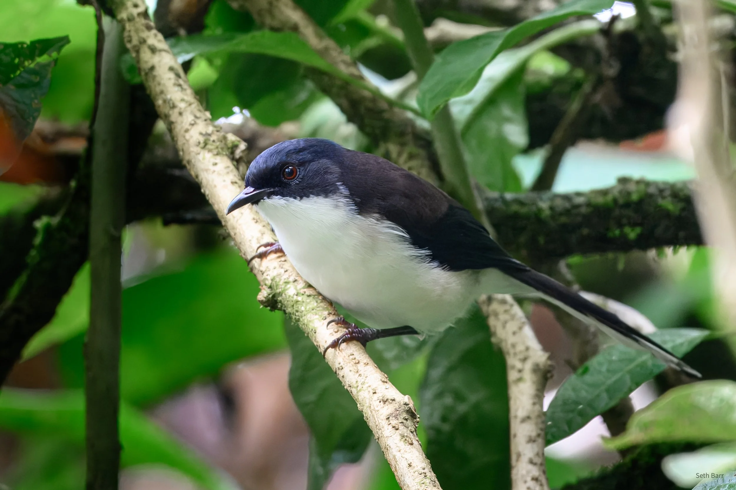 Black-Backed Sibia