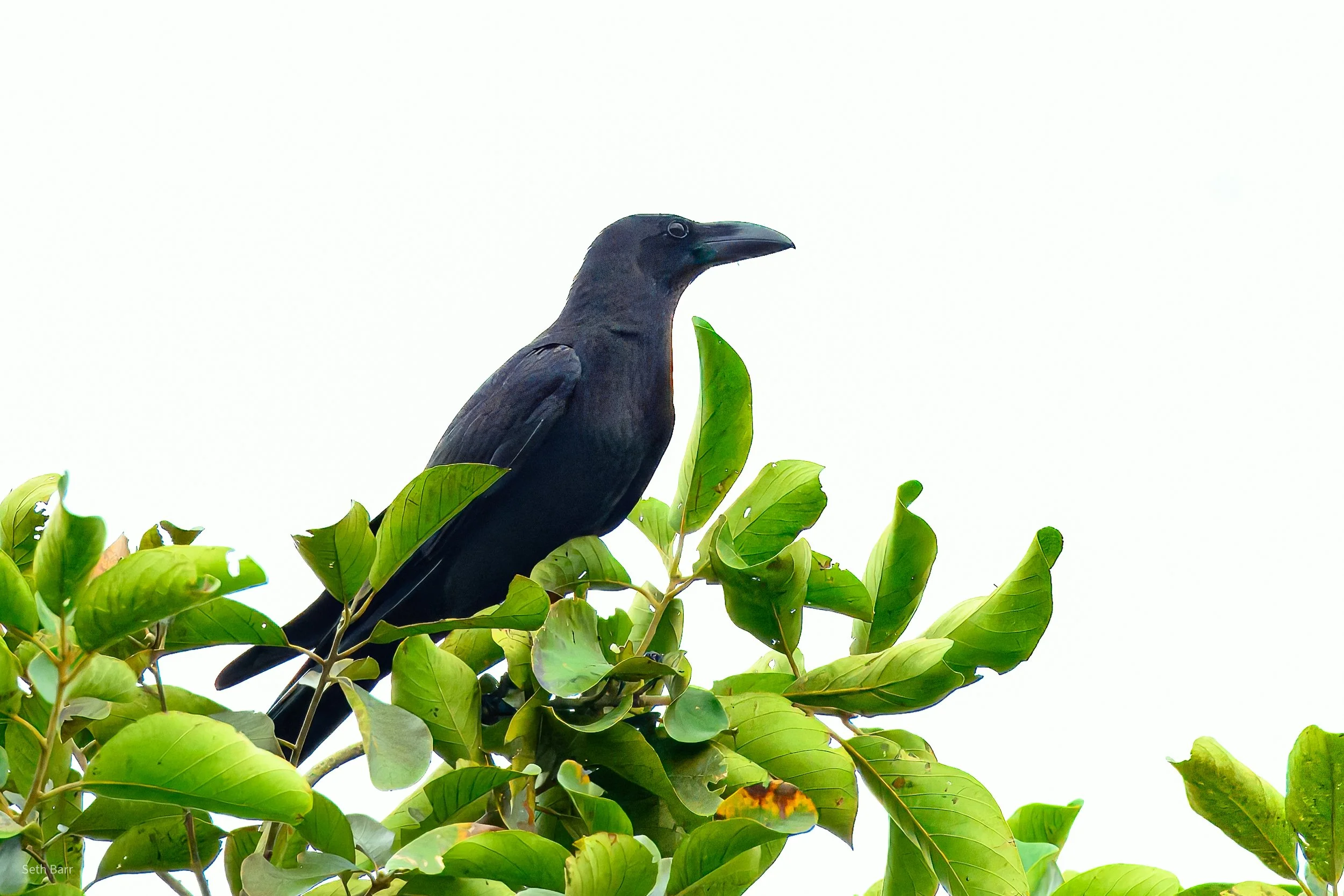 Large-Billed Crow