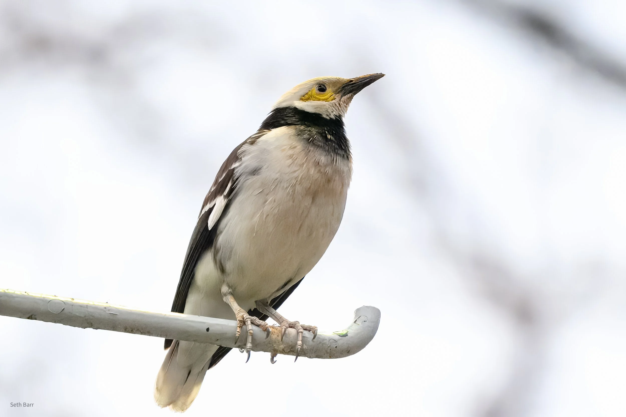 Black Collared Starling - Hong Kong