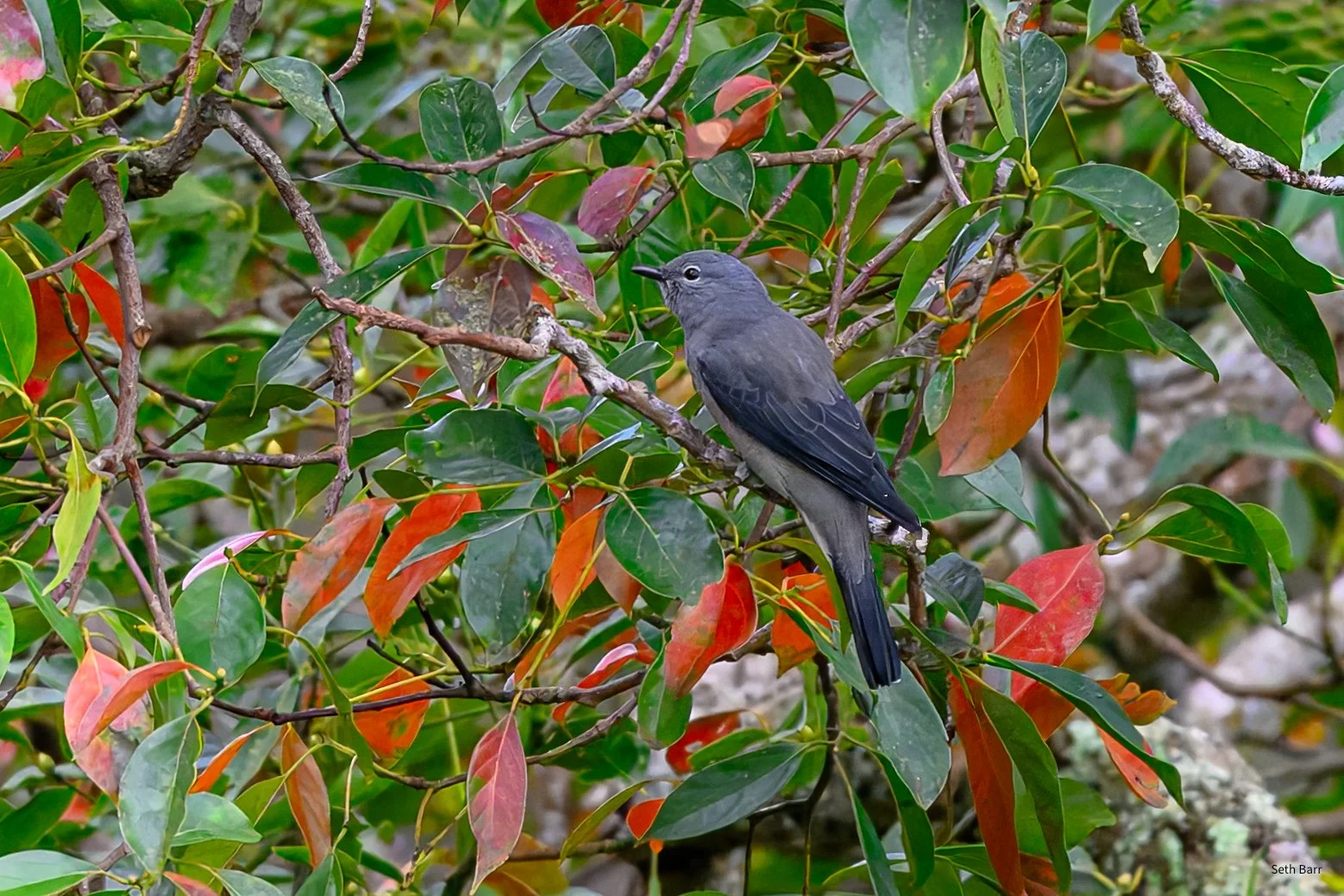 Black-Winged Cuckooshrike