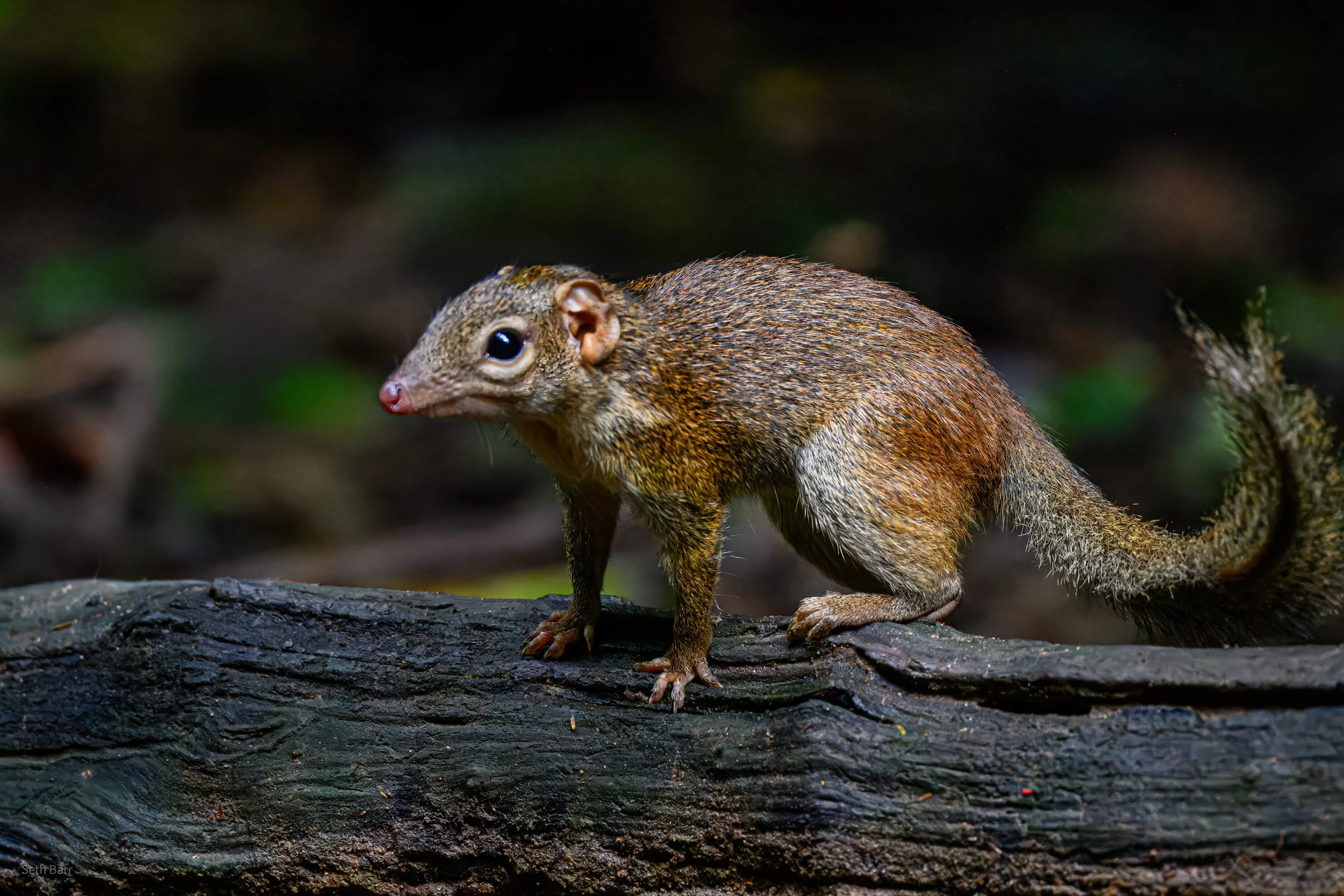 Northern Treeshrew