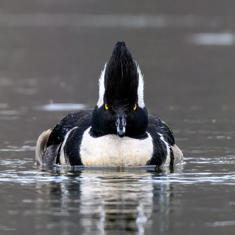 Hooded Merganser