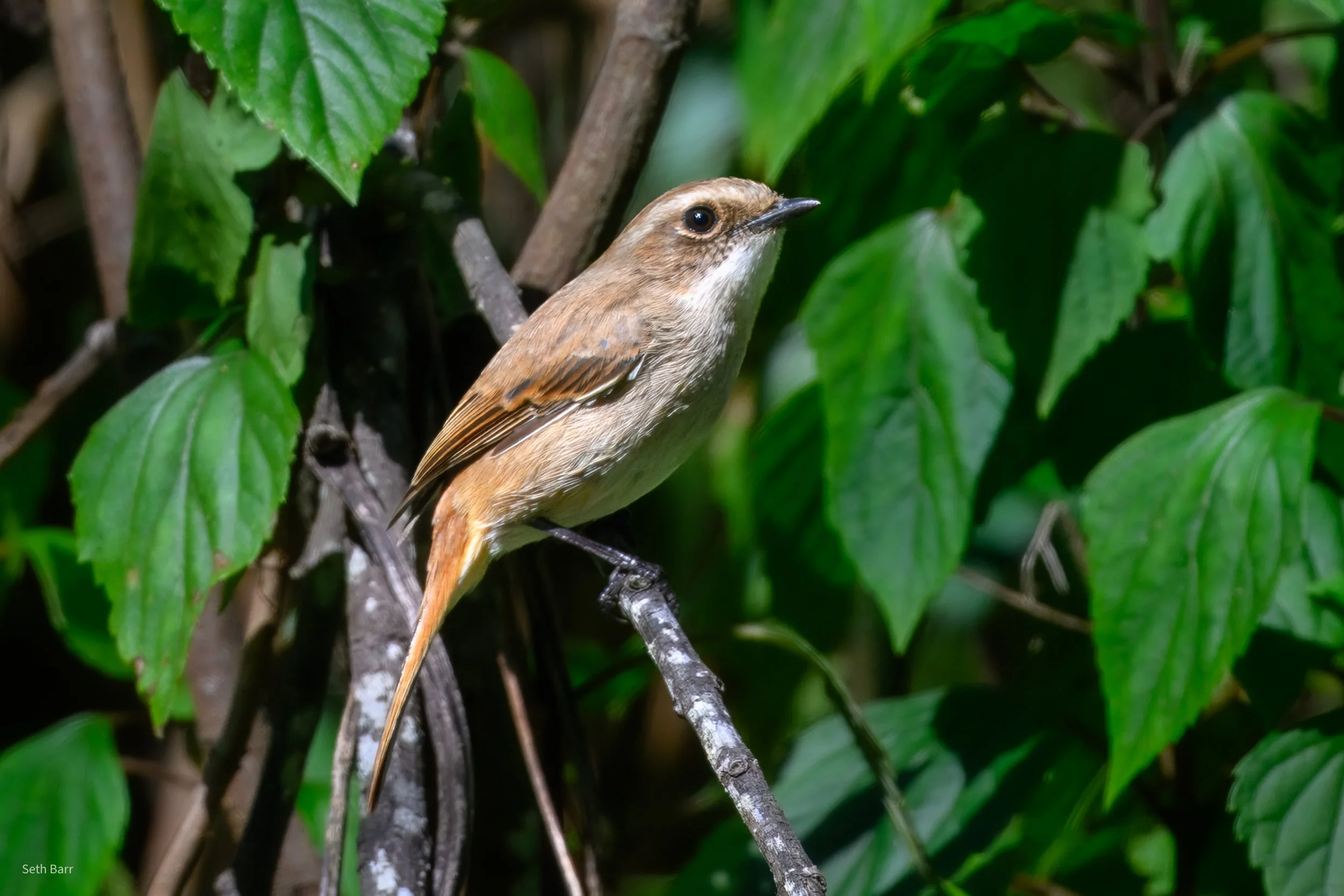Grey Bushchat