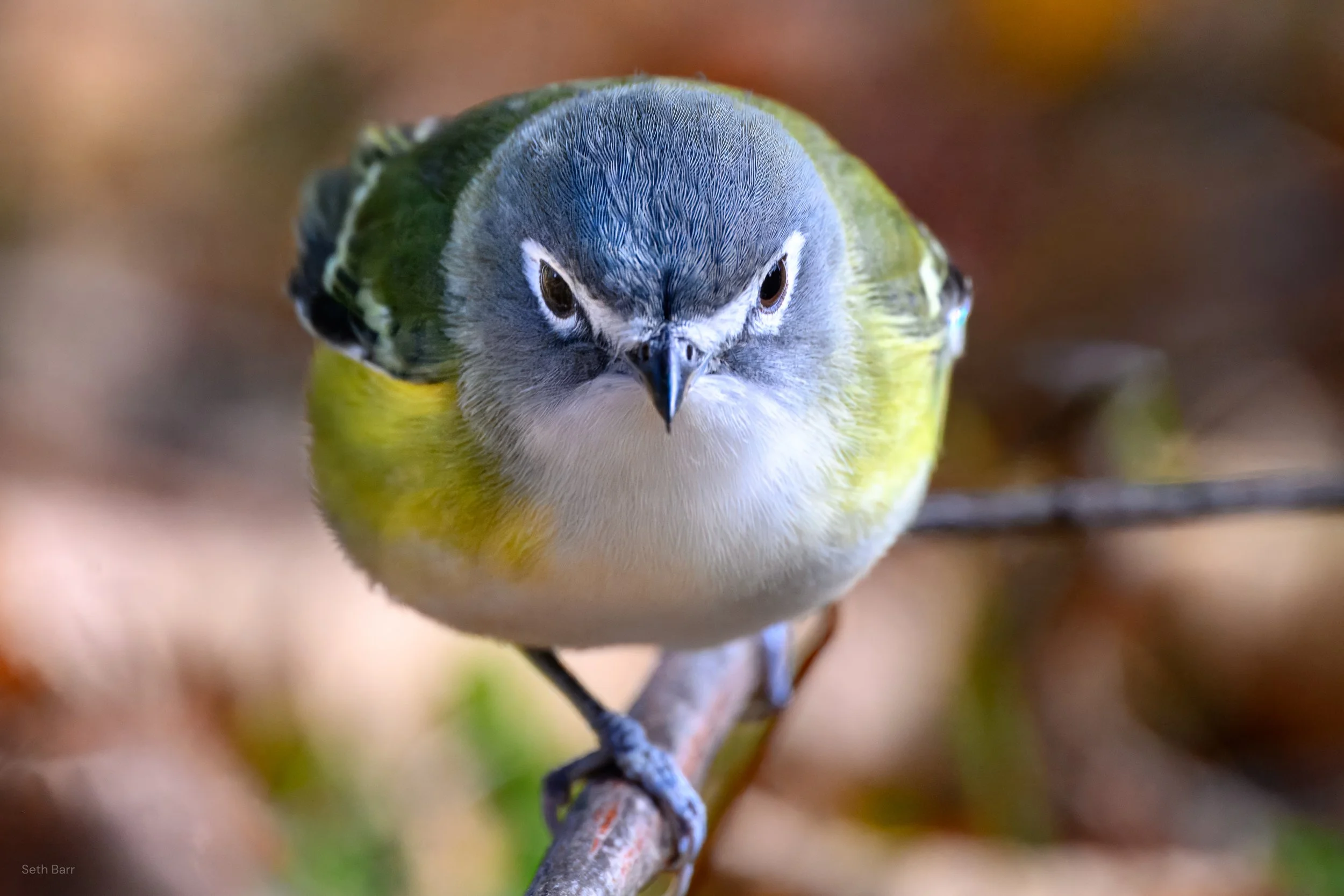 Blue-Headed Vireo