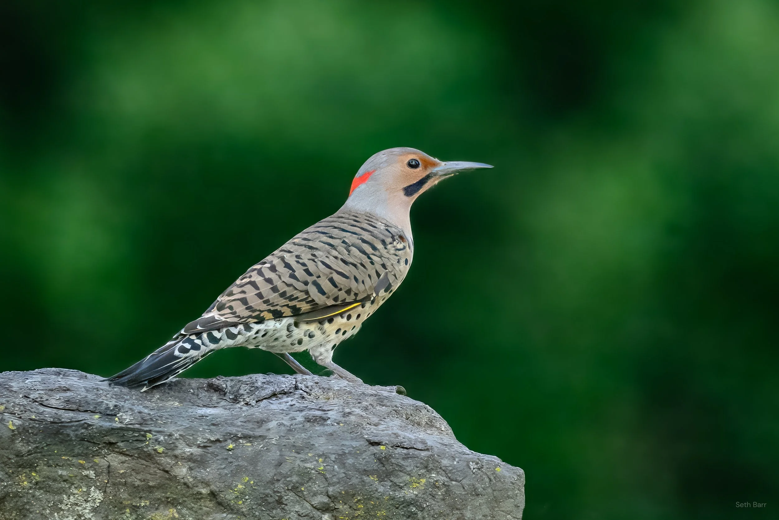 Northern Flicker