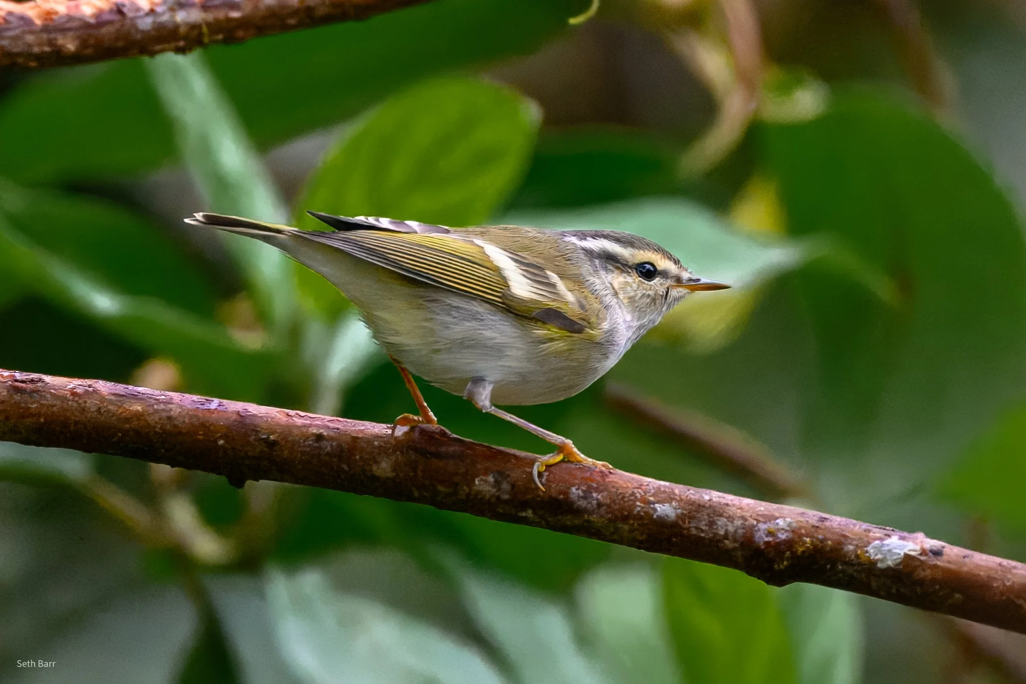 Yellow-Browed Warbler