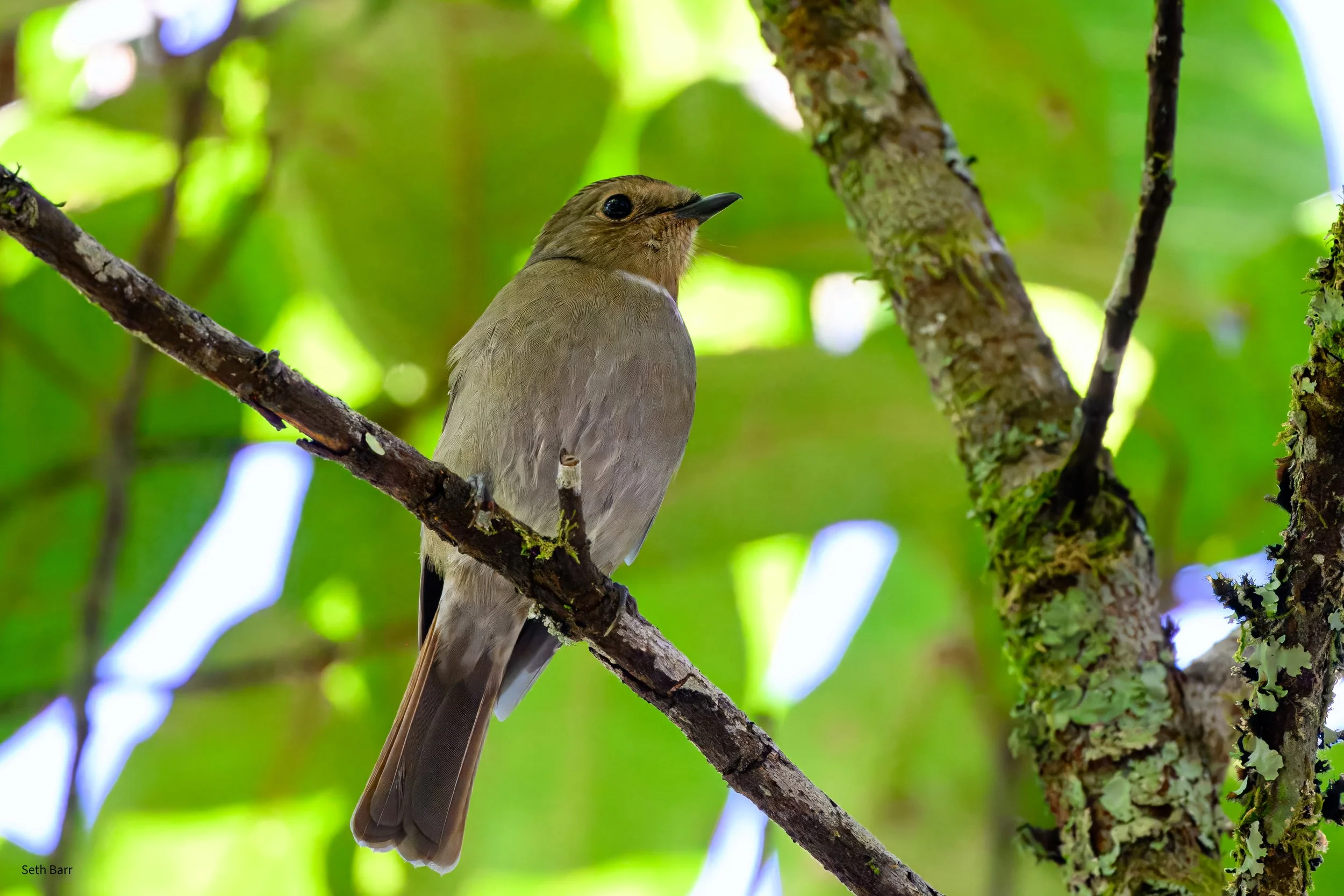 Rufous-Bellied Niltava
