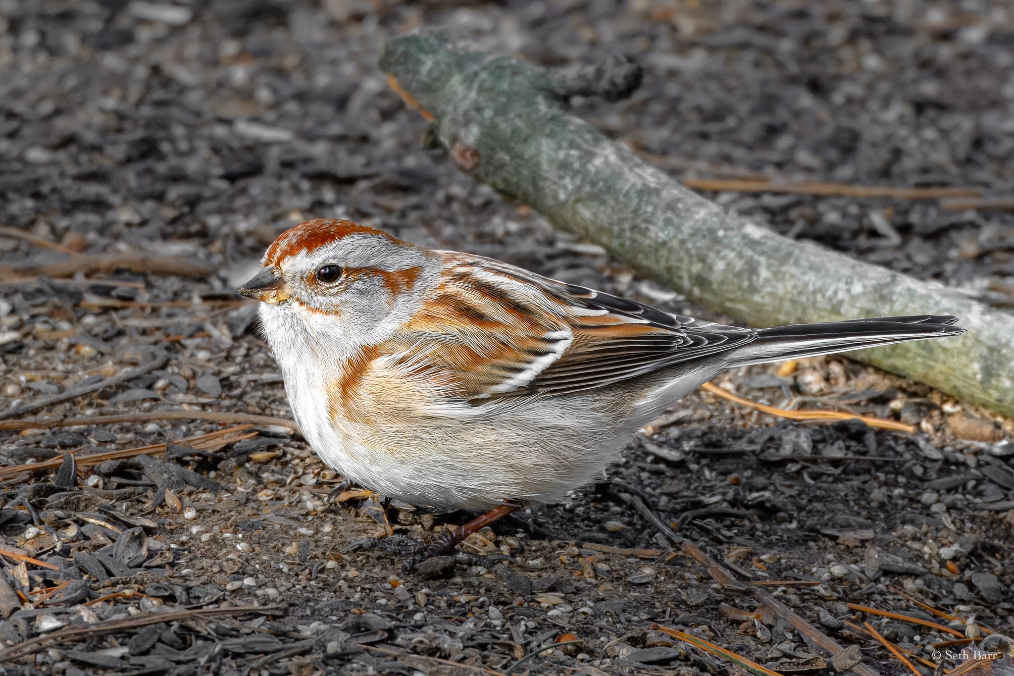 American Tree Sparrow