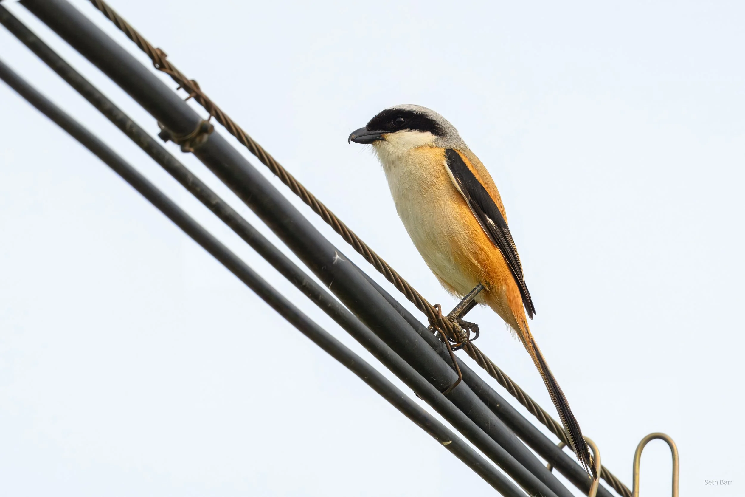 Long-Tailed Shrike - Shaanxi Province