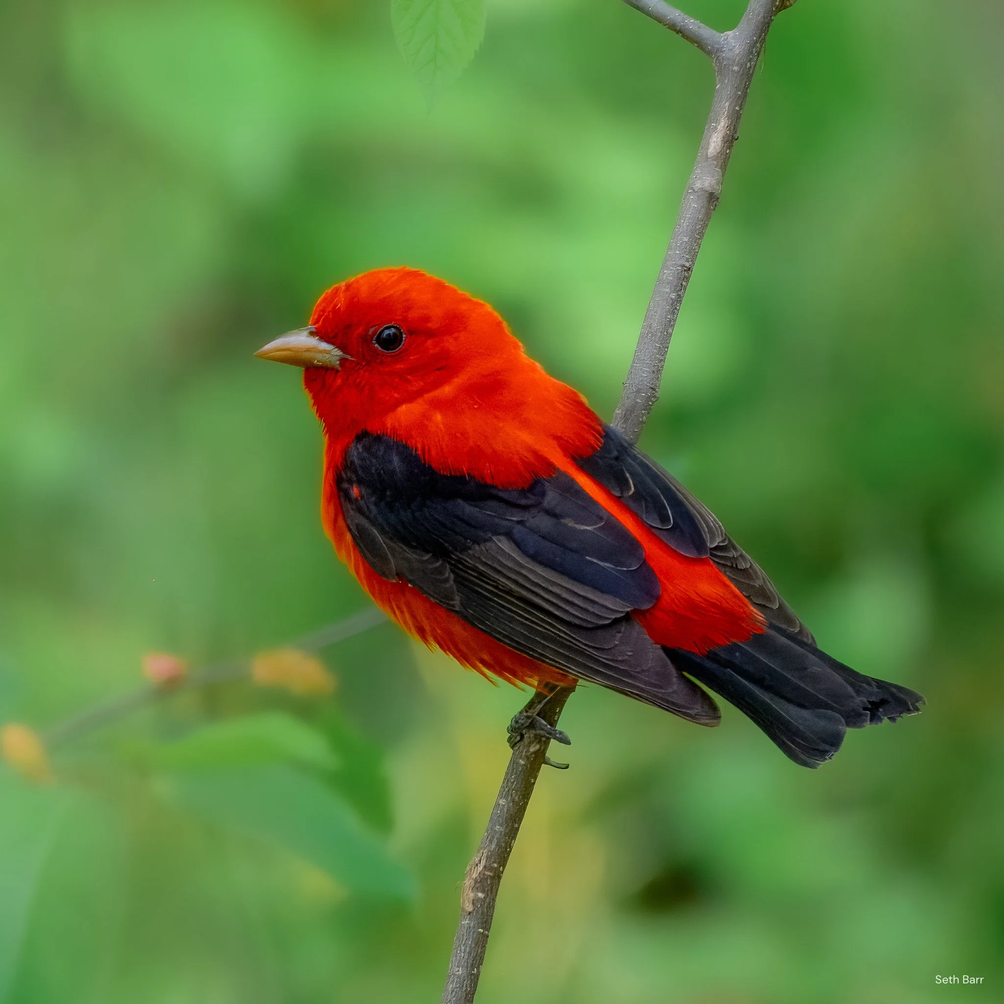 Scarlet Tanager