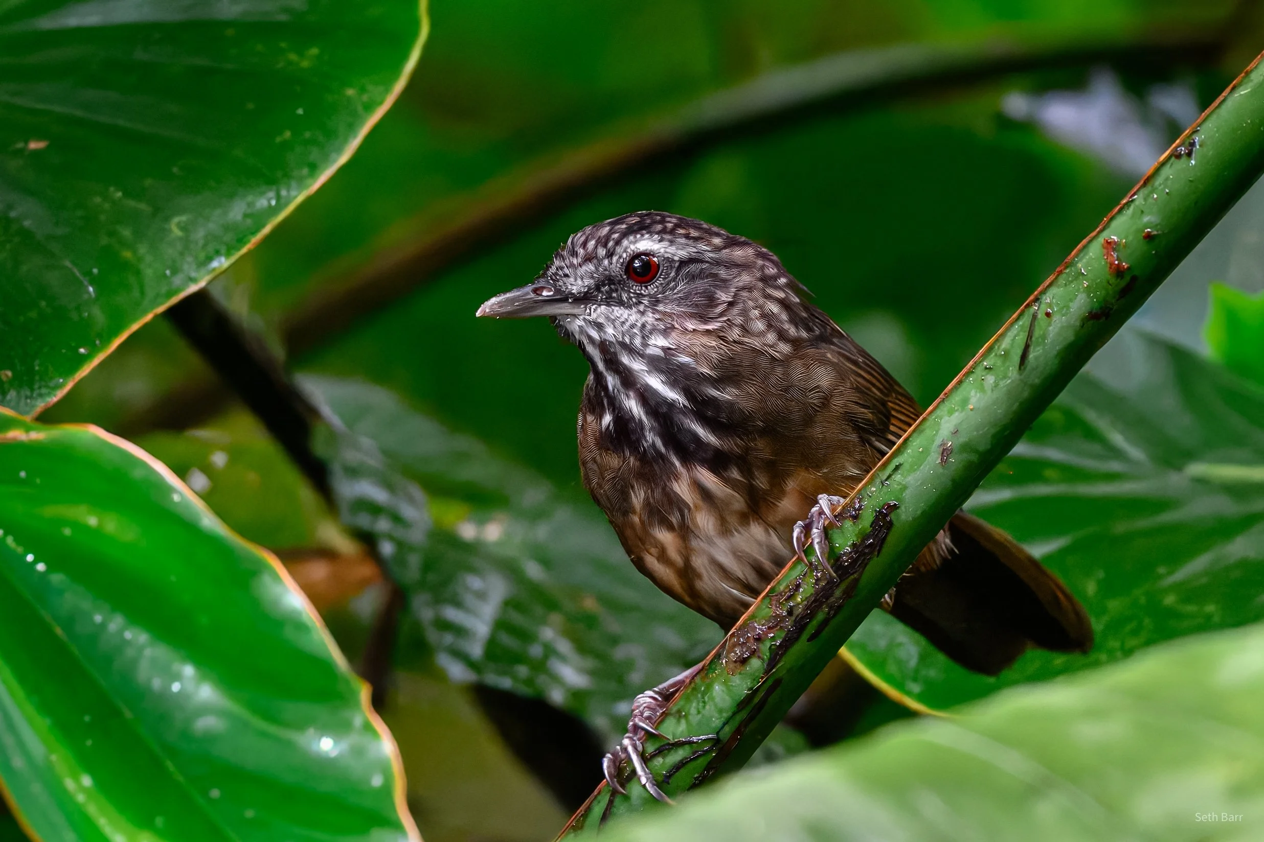 Variable Limestone Babbler