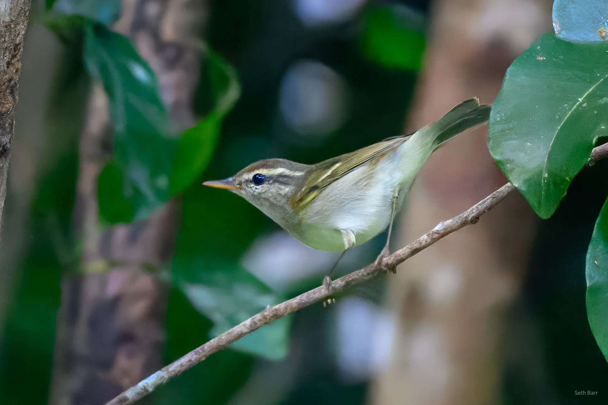 Greenish Warbler