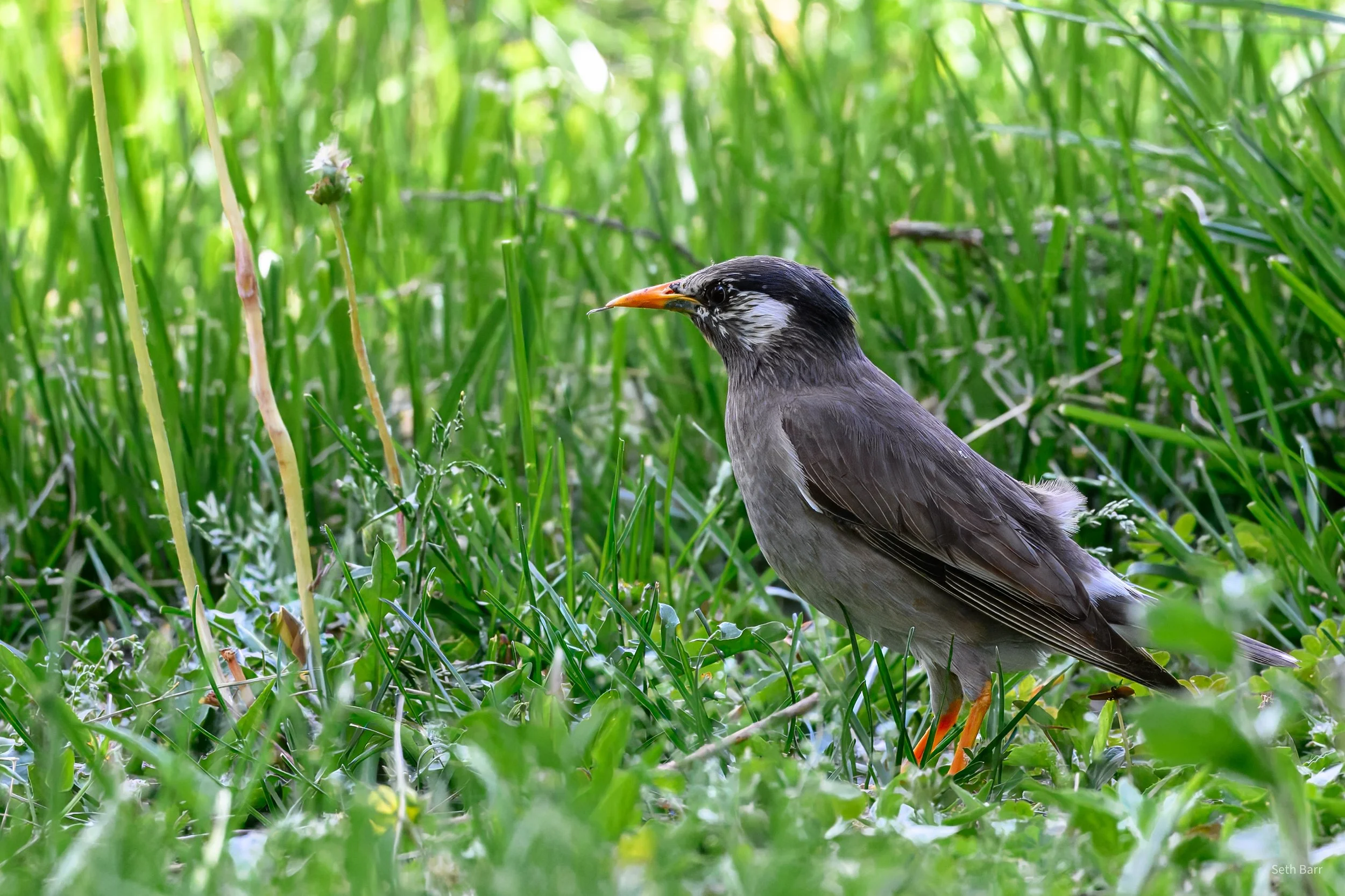 White-Cheeked Starling - Beijing