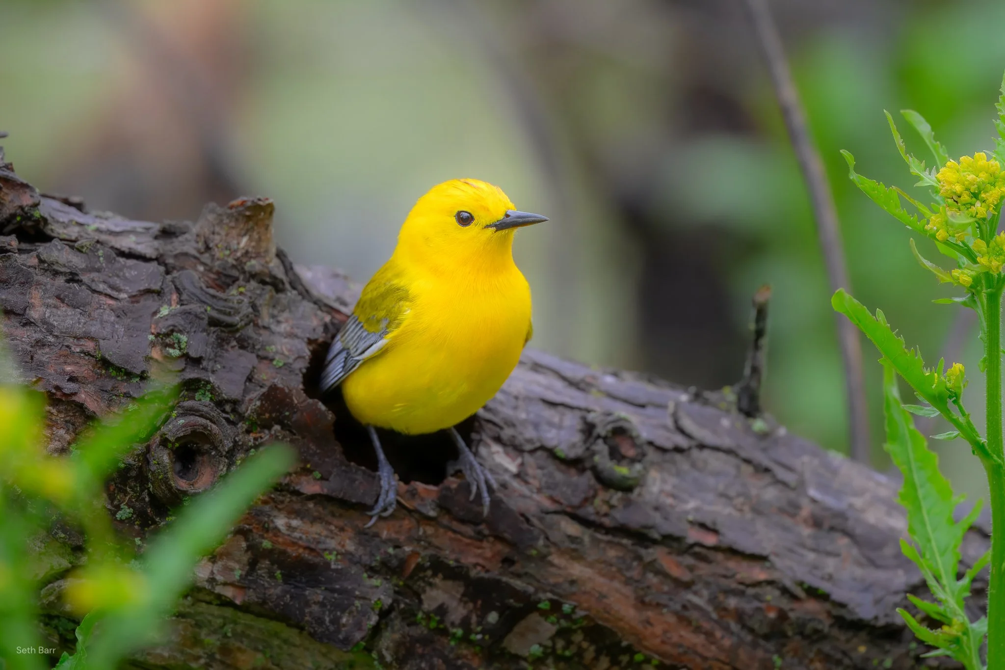 Prothonotary Warbler