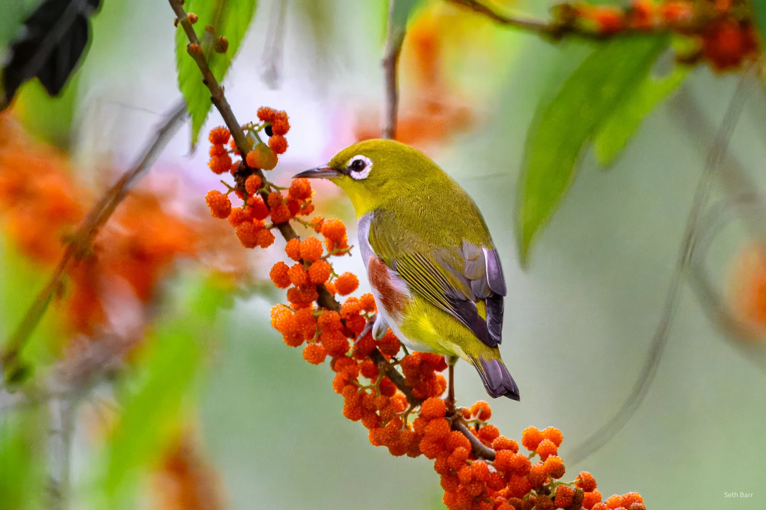 Chestnut-Flanked White-Eye