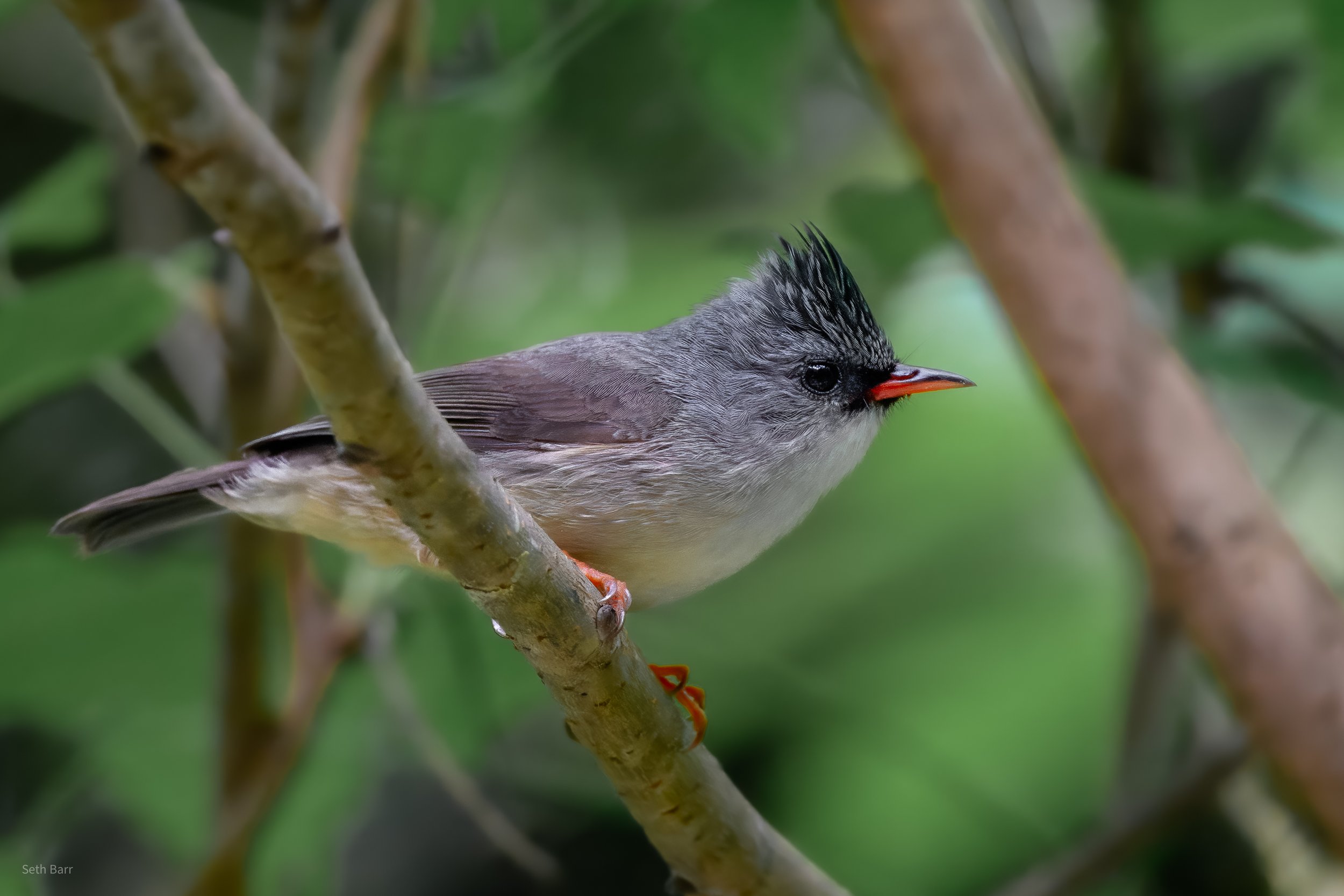 Black-Chinned Yuhina - Shaanxi Province