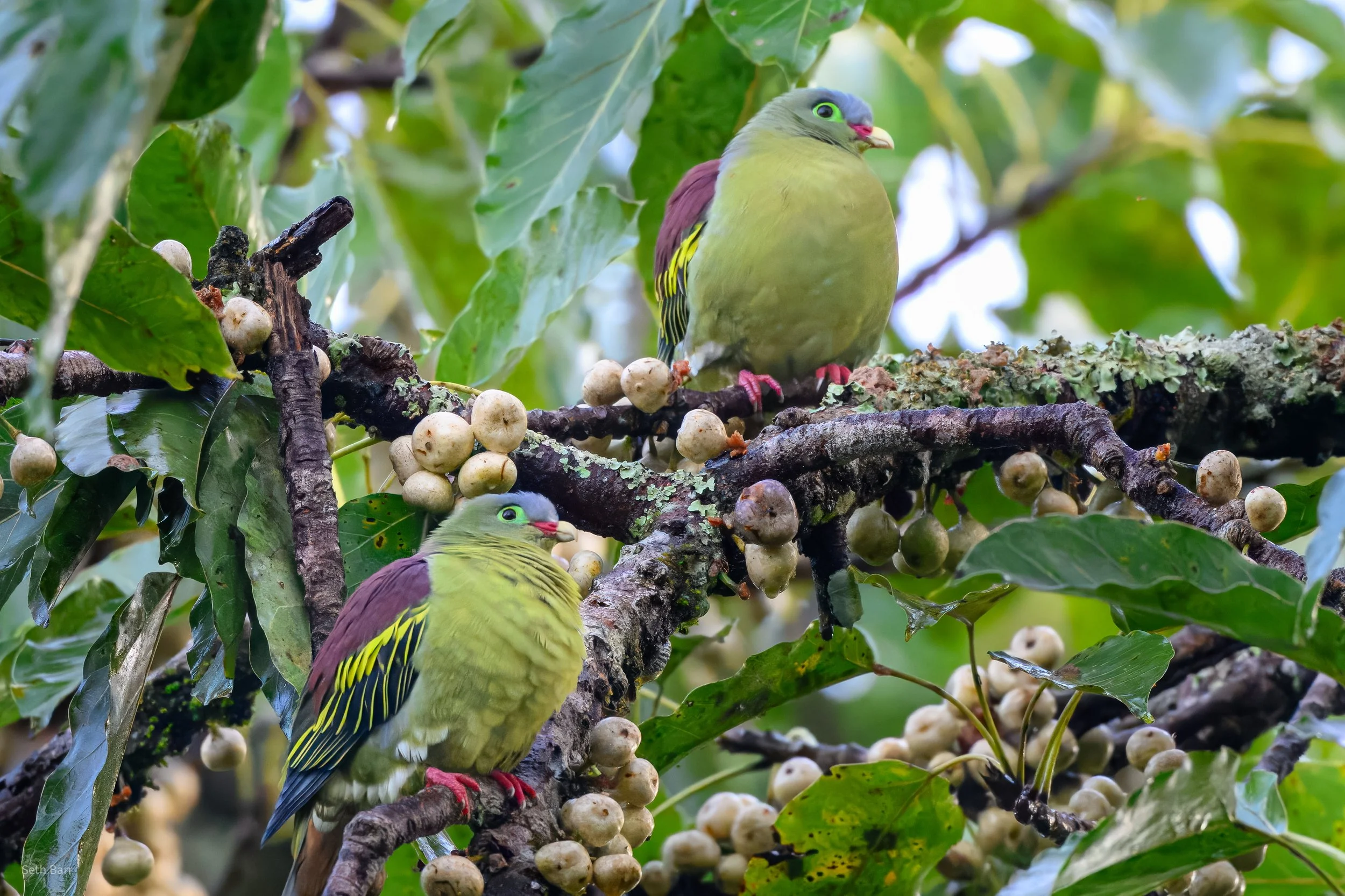Thick-Billed Green Pigeon