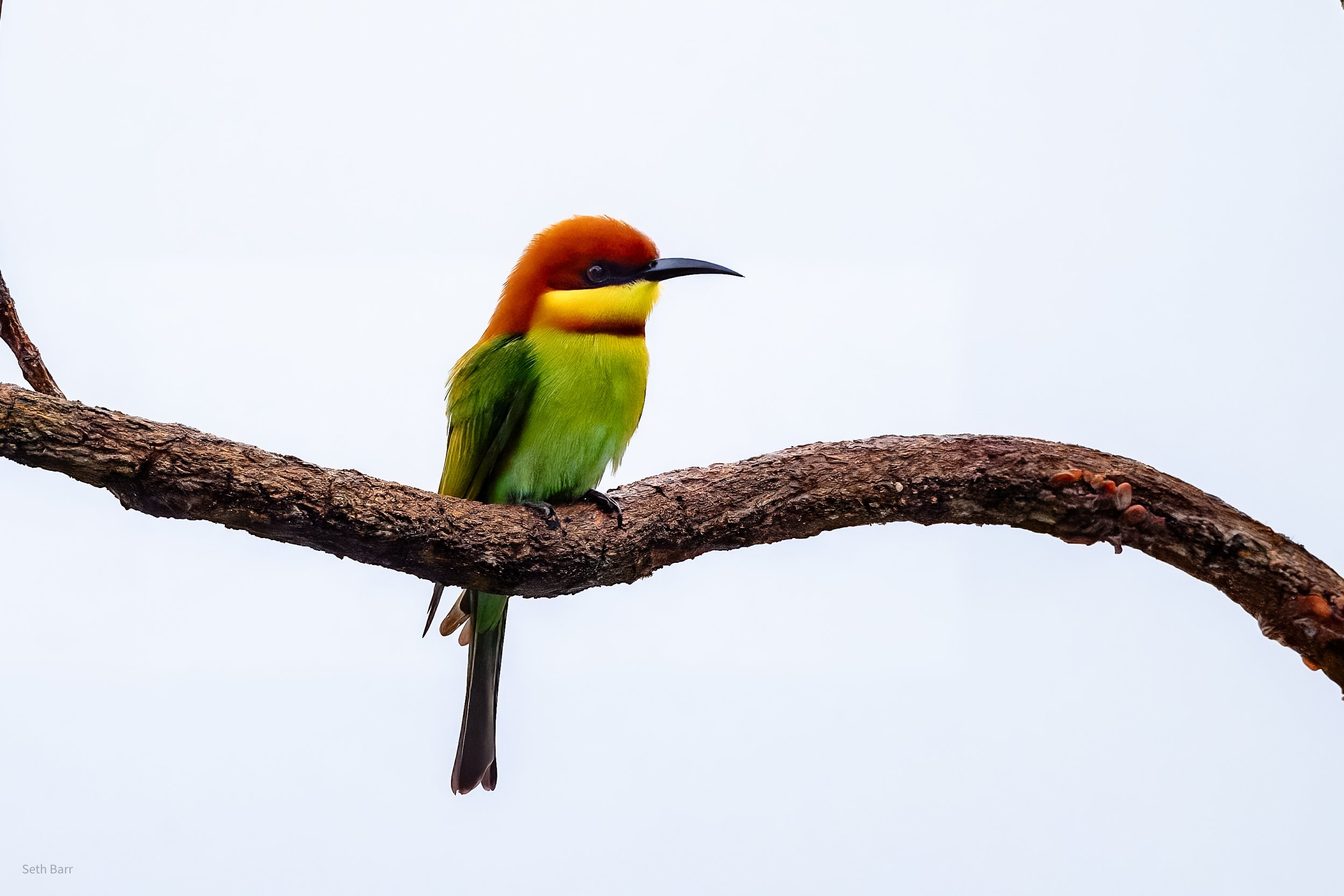 Chestnut-Headed Bee Eater