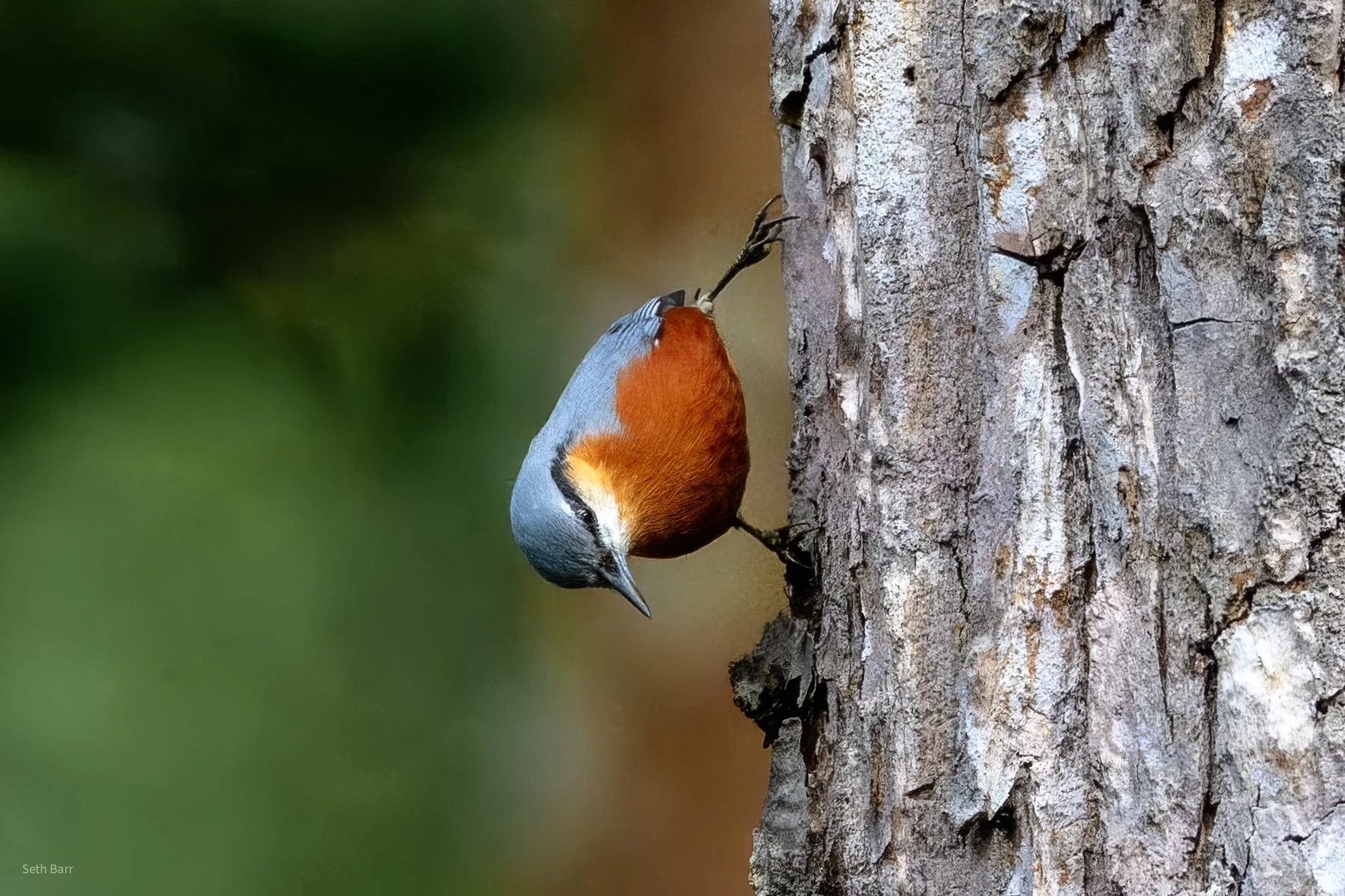 Burmese Nuthatch