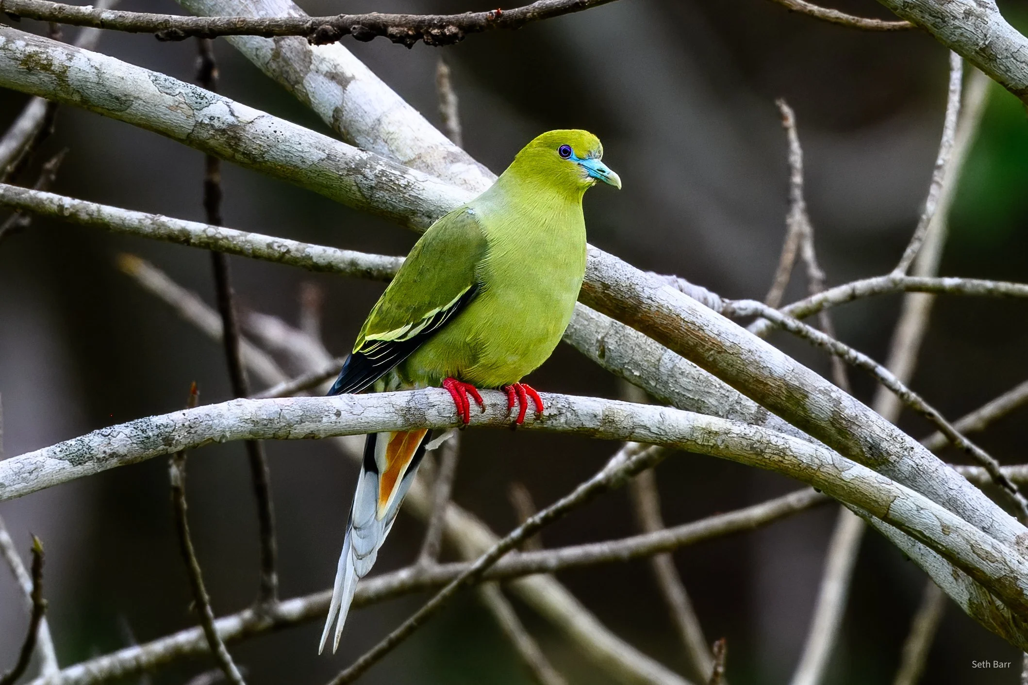 Pin-Tailed Green Pigeon