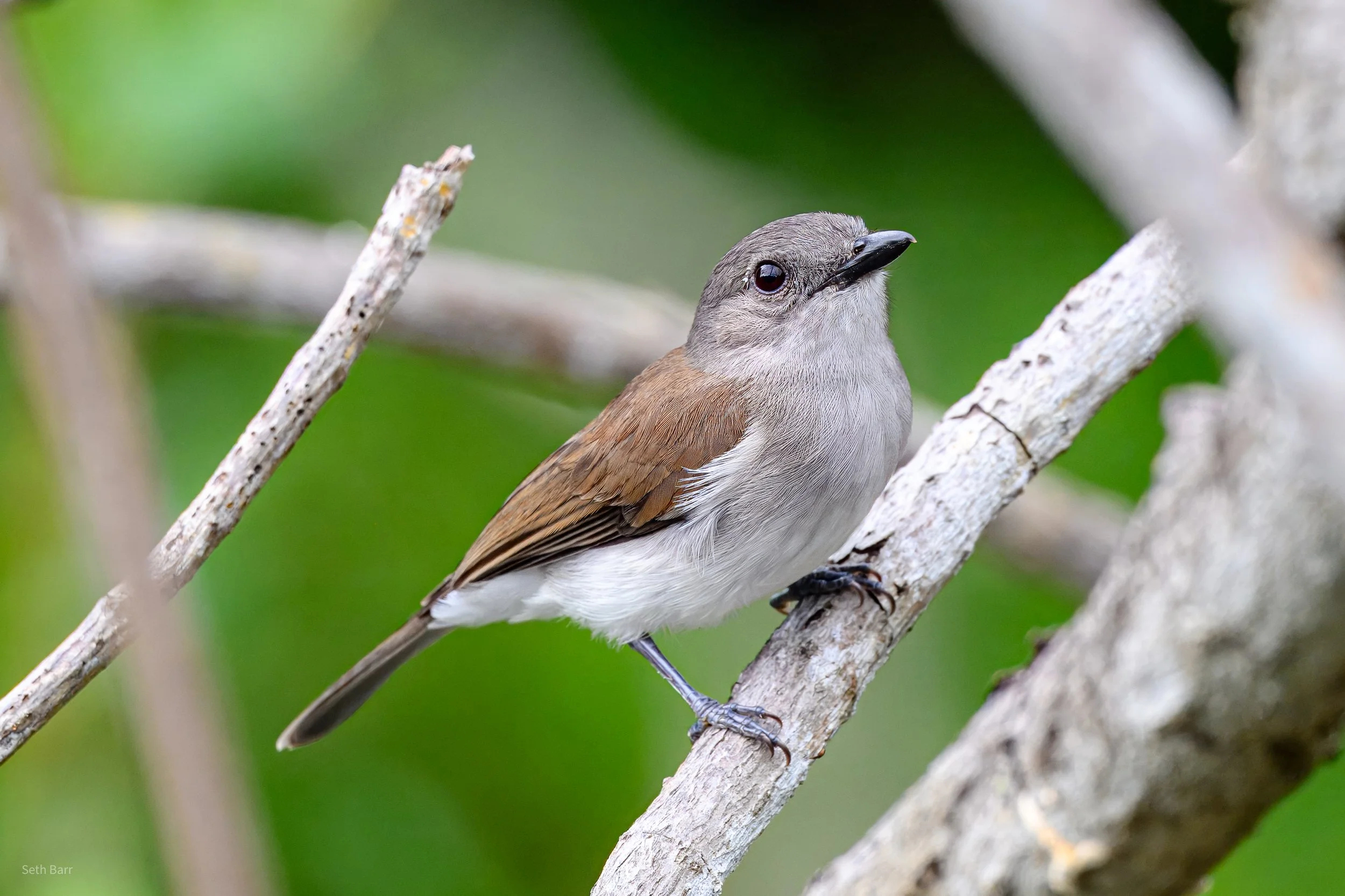 Mangrove Whistler 
