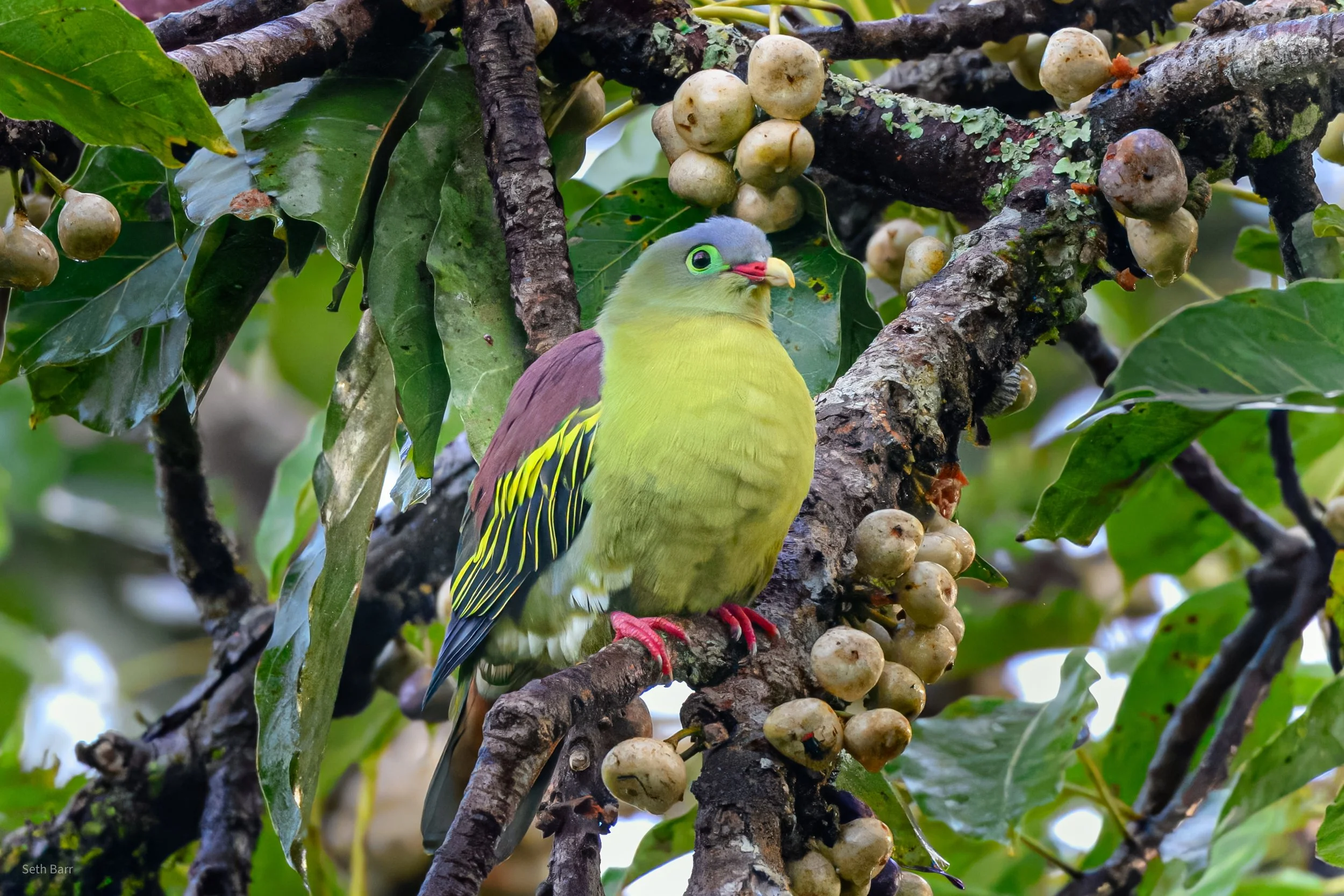 Thick-Billed Green Pigeon