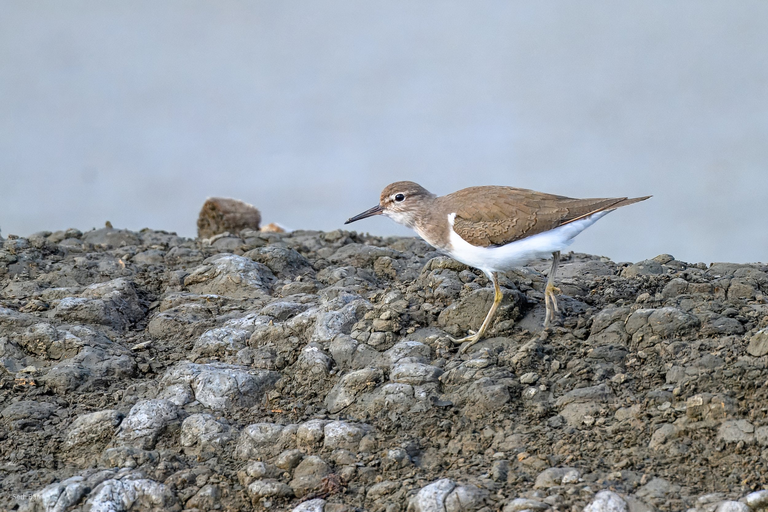 Common Sandpiper